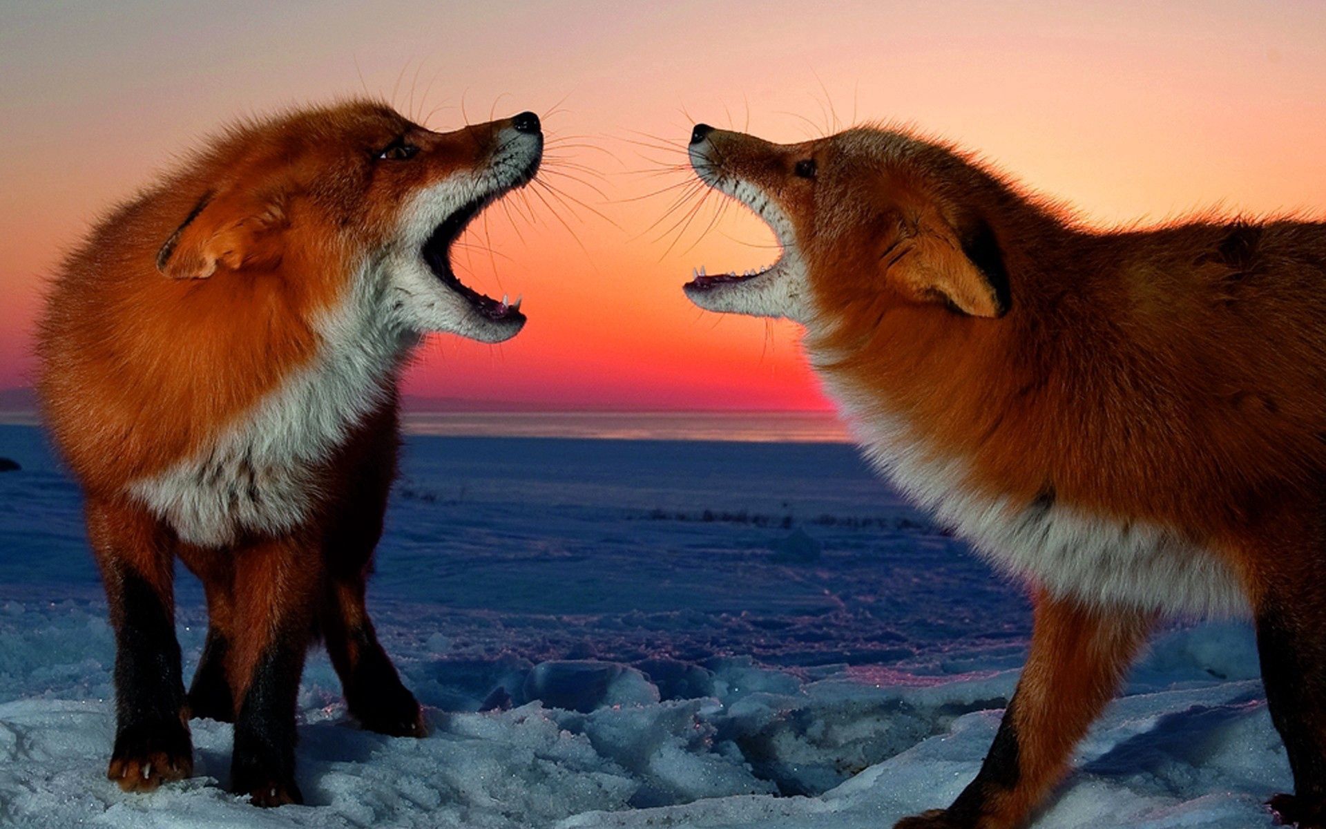 Download mobile wallpaper Conflict, Animals, Sunset, Pair, Fox, Couple for free.