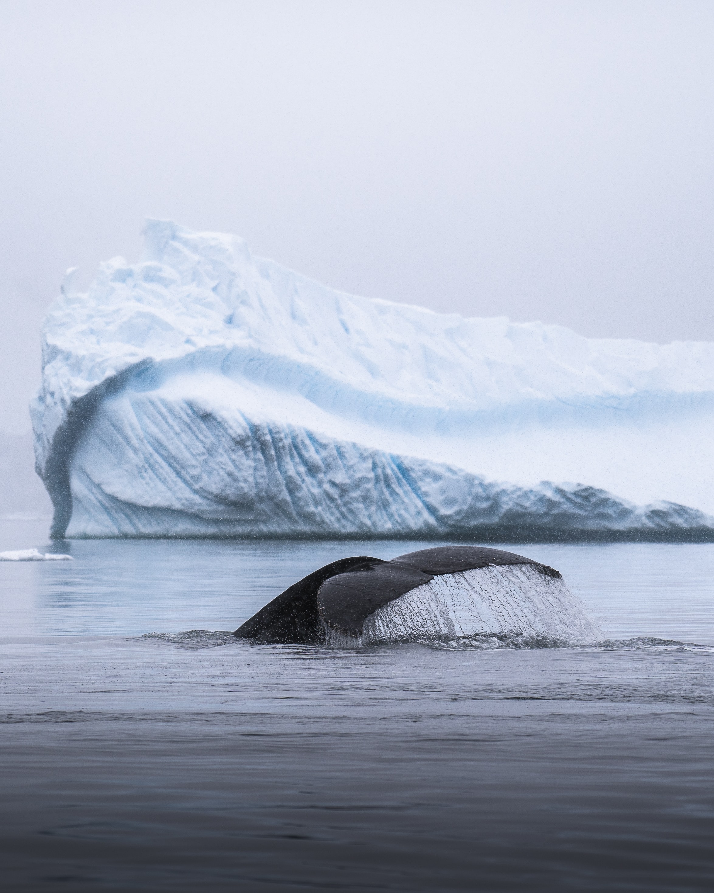 Free download wallpaper Animals, Tail, Whale, Spray, Ice, Iceberg on your PC desktop