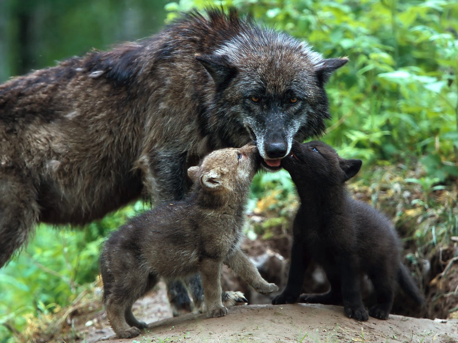 wolf, animals, young, color, family, care, cubs 2160p