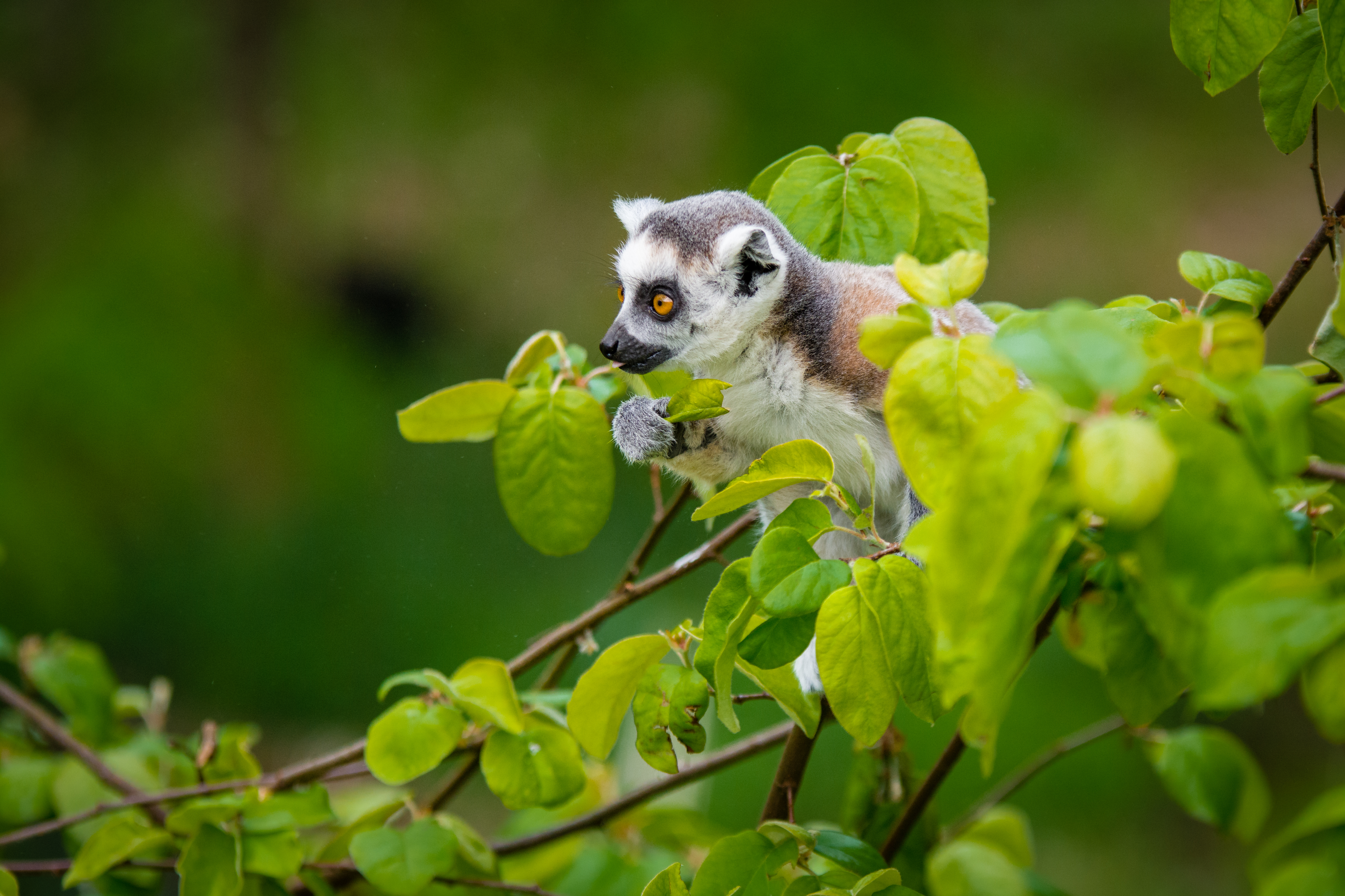 animals, branches, lemur, is sitting, sits, curious QHD