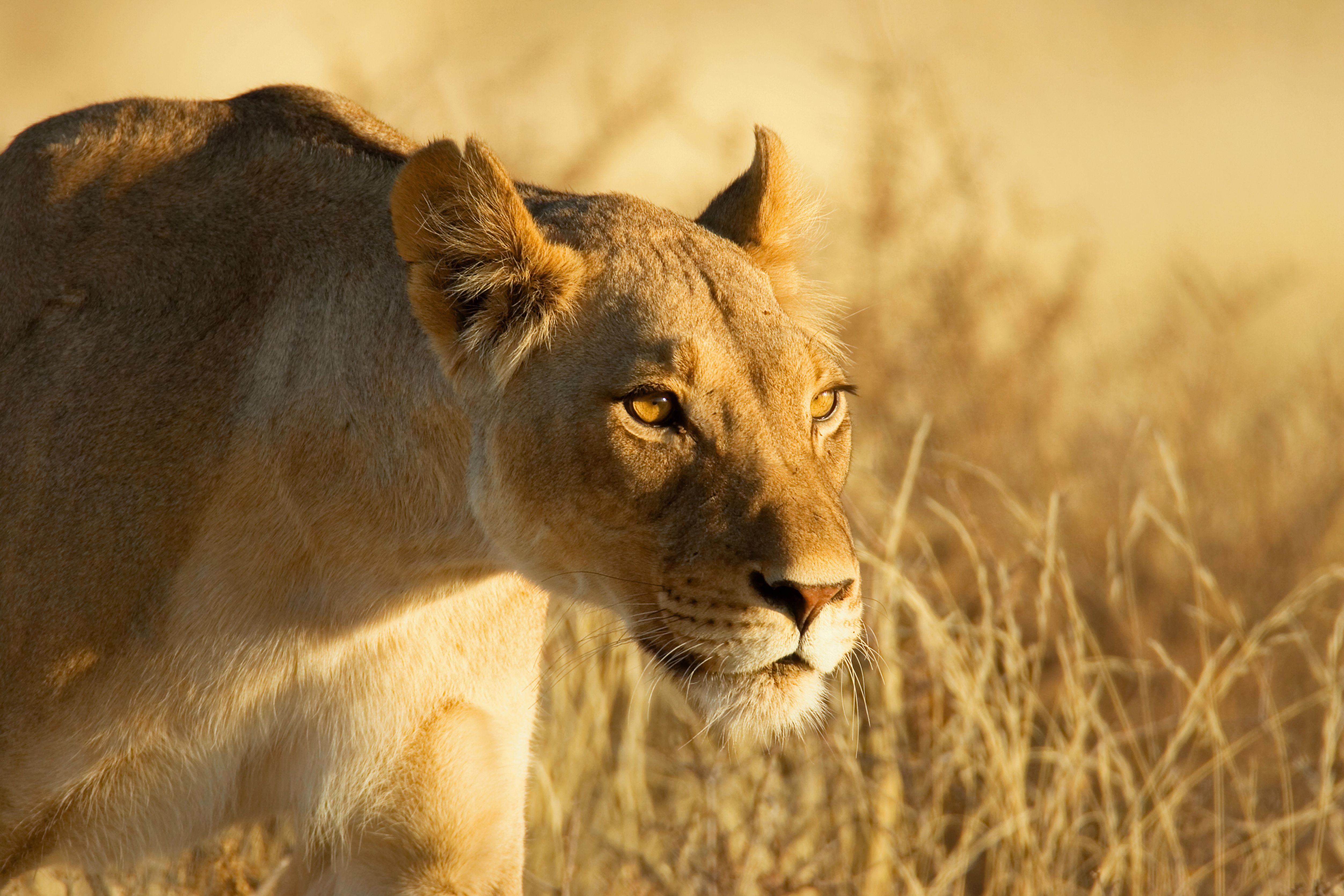 免费下载动物, 草, 狮子, 枪口, 莫尔达, 一只狮子, 狮子座, 母狮手机壁纸。