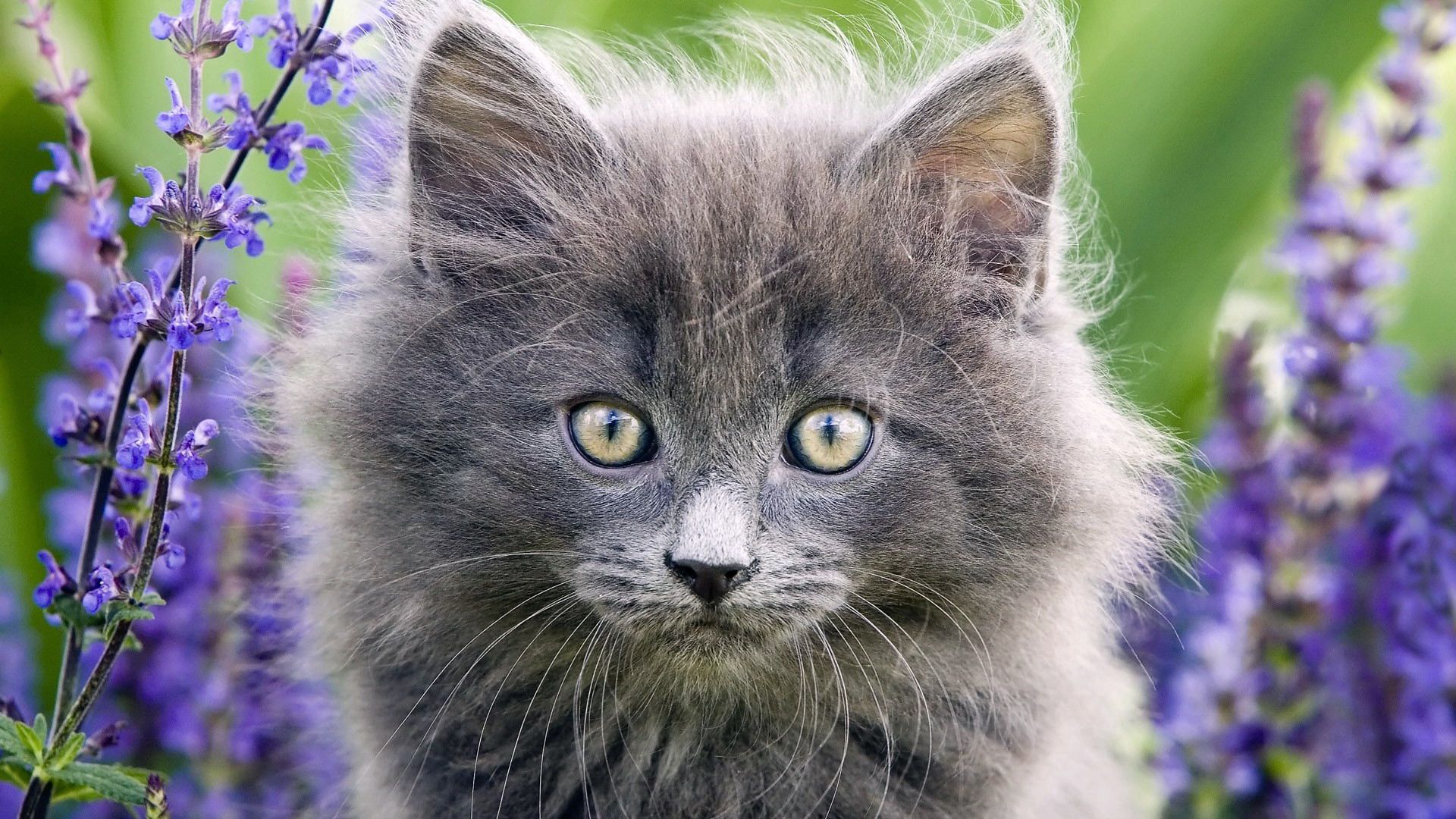 Download mobile wallpaper Kittens, Opinion, Muzzle, Grass, Fluffy, Sight, Animals for free.
