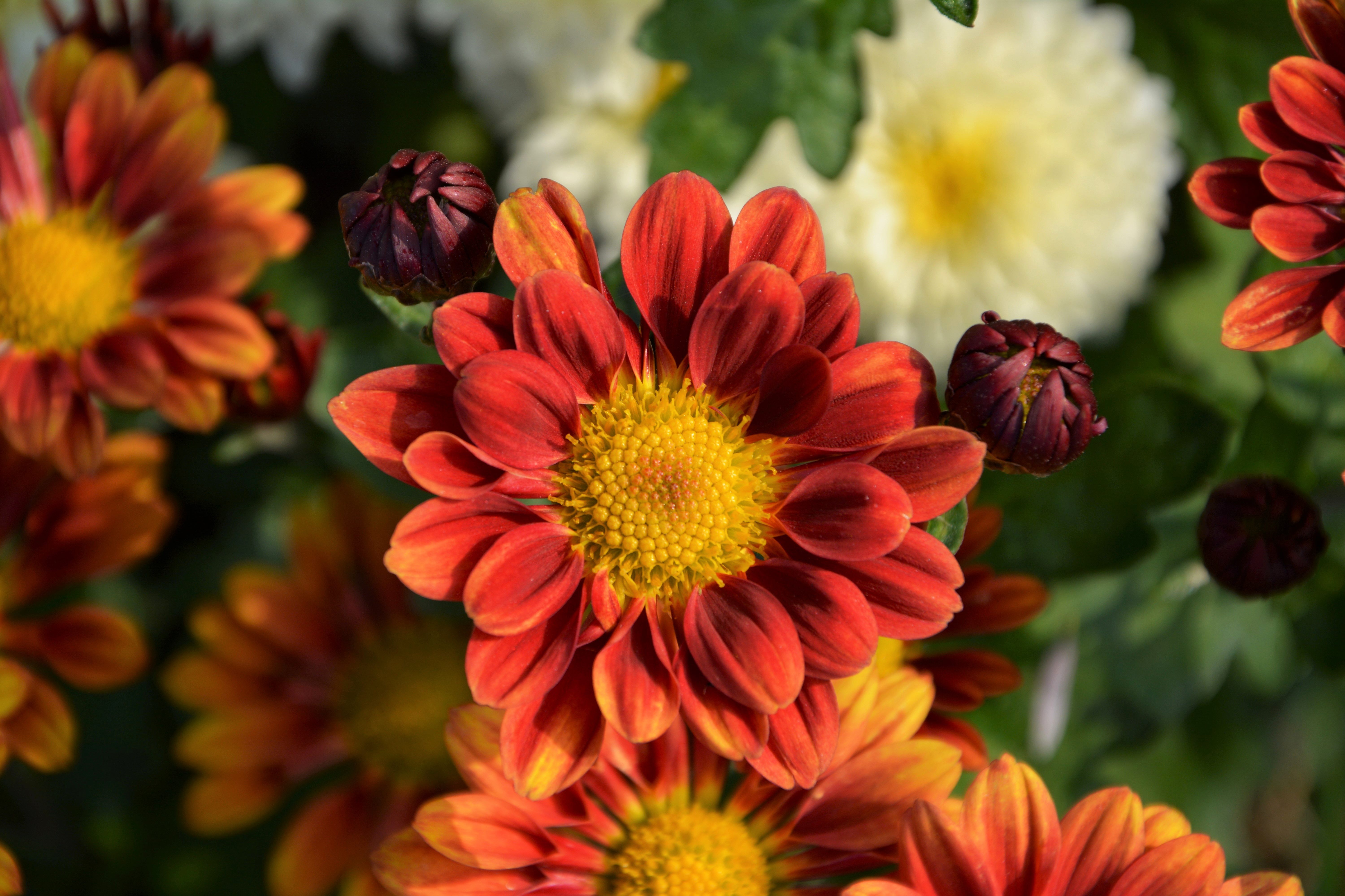 Download mobile wallpaper Chrysanthemum, Petals, Flower, Flowers for free.