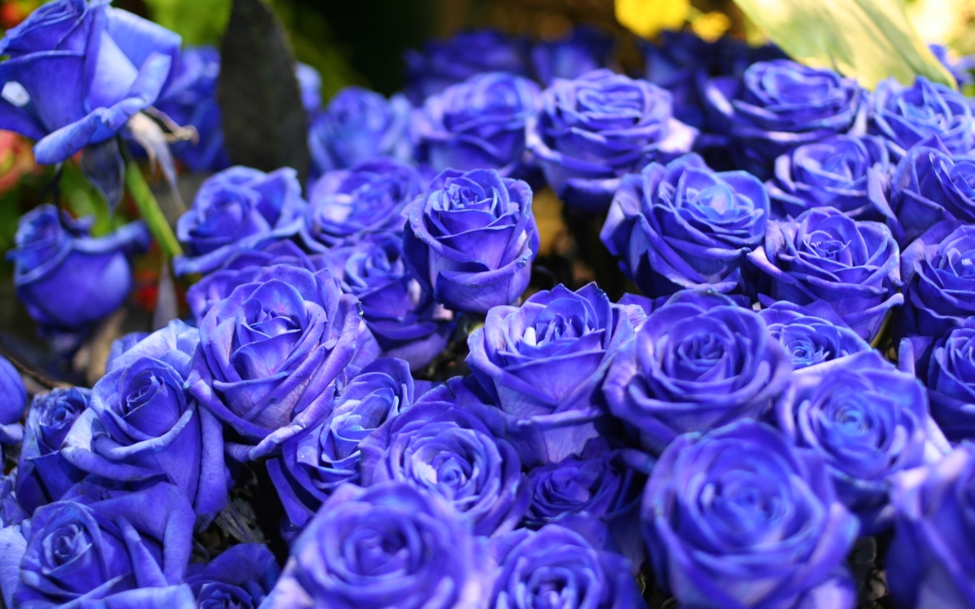 Laden Sie das Bouquets, Roses, Blumen, Pflanzen-Bild kostenlos auf Ihren PC-Desktop herunter