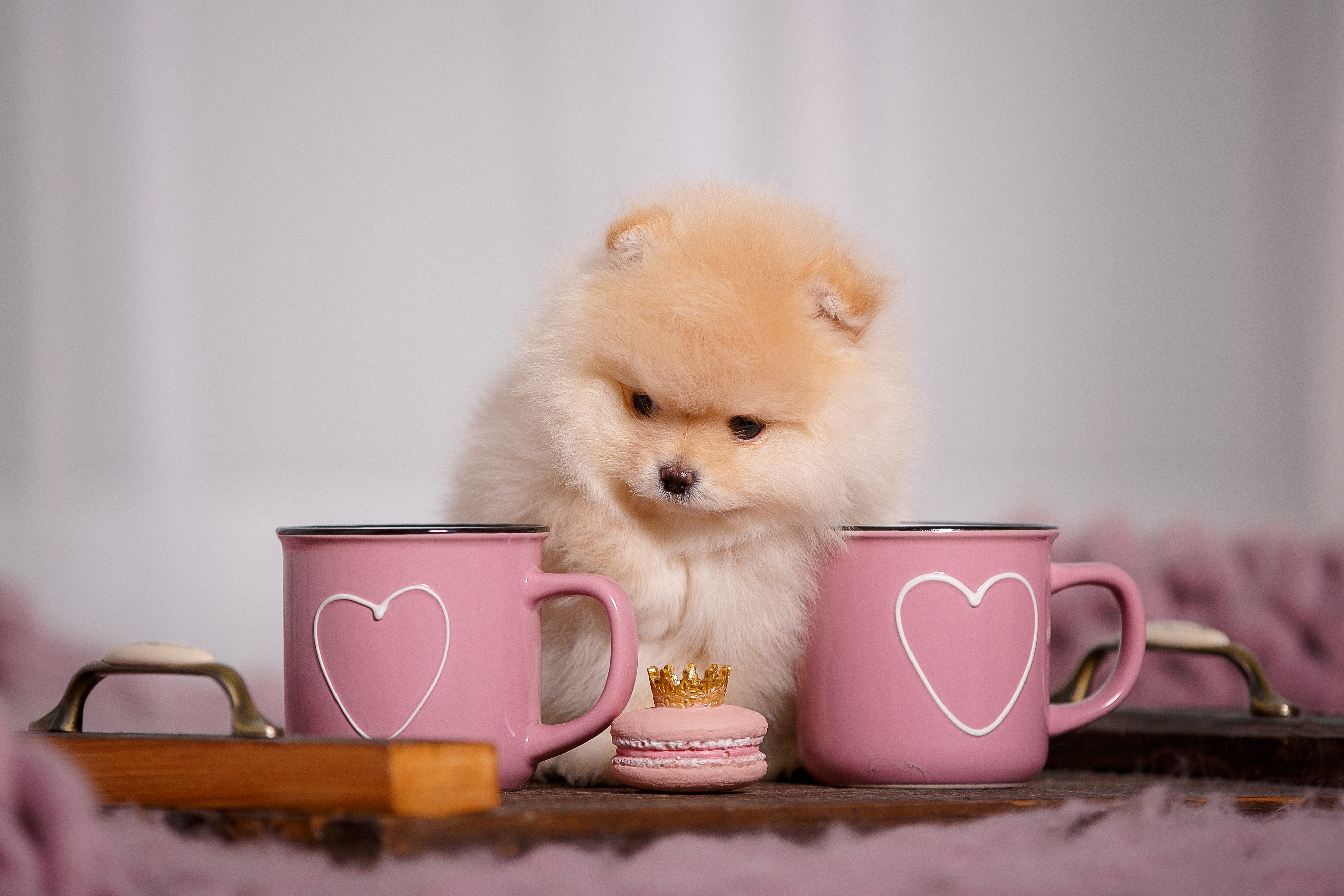 animal, pomeranian, baby animal, cup, puppy, dogs
