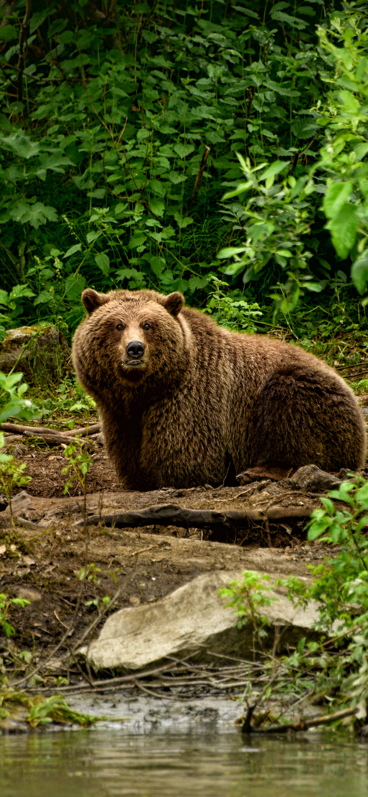 bear, brown bear, animal, bears HD wallpaper