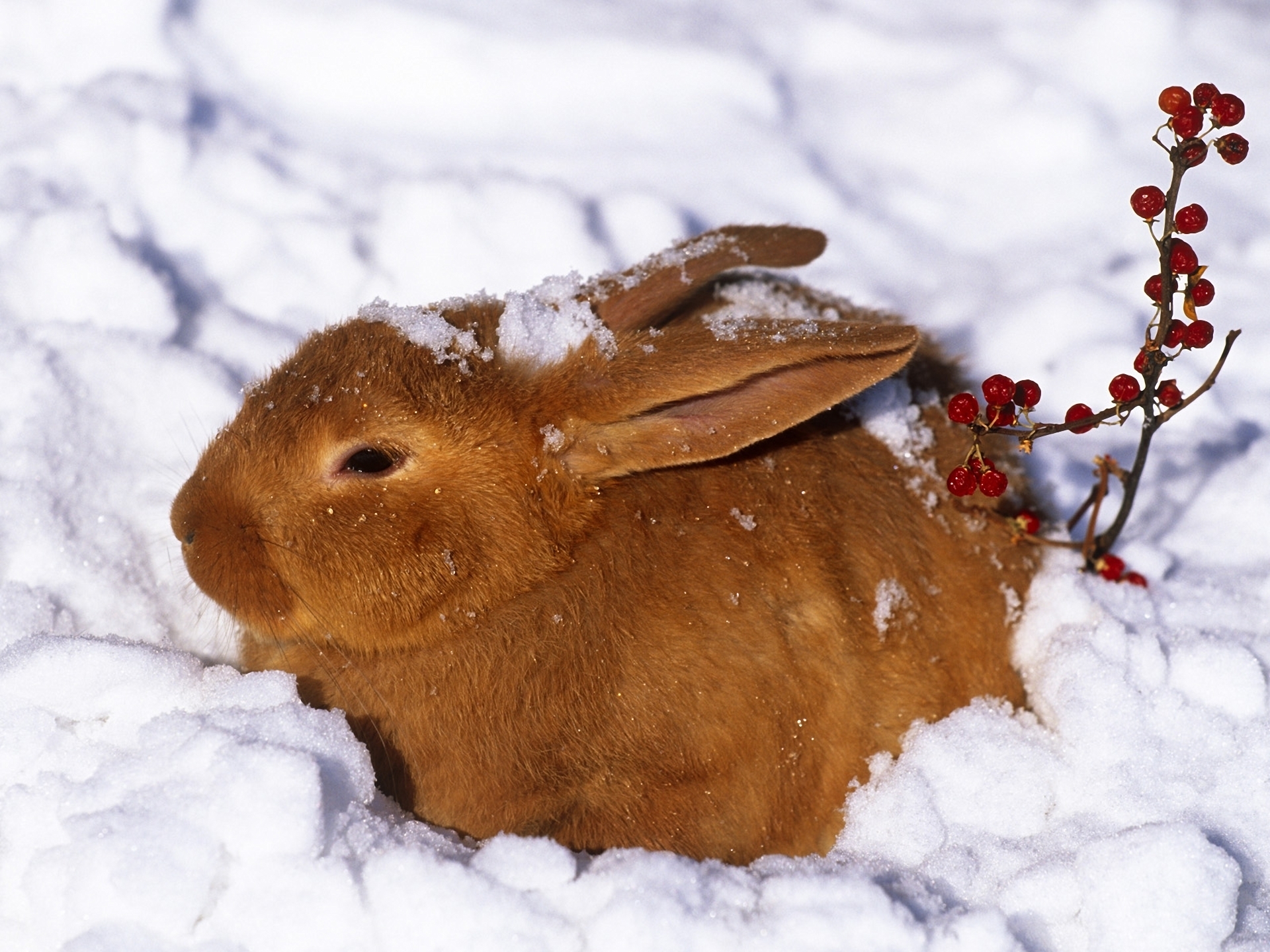 Handy-Wallpaper Berries, Rothaarige, Tiere, Winter, Schnee, Hase, Kaninchen kostenlos herunterladen.