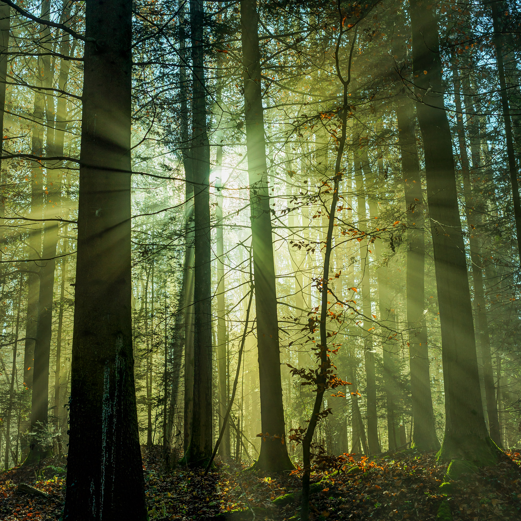 forest, nature, trees, beams, rays, morning UHD