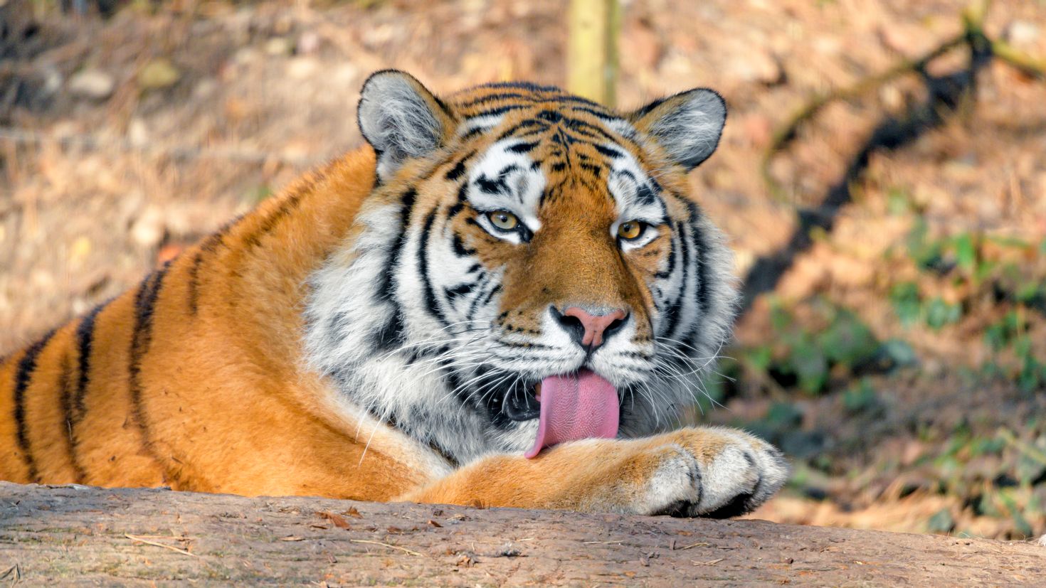 Тигр с высунутым языком