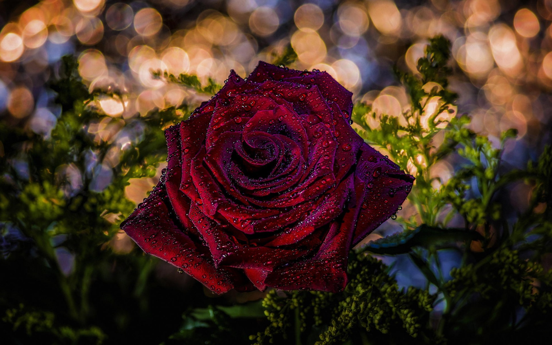 Download mobile wallpaper Flowers, Rose, Close Up, Earth, Bokeh, Red Rose, Red Flower for free.