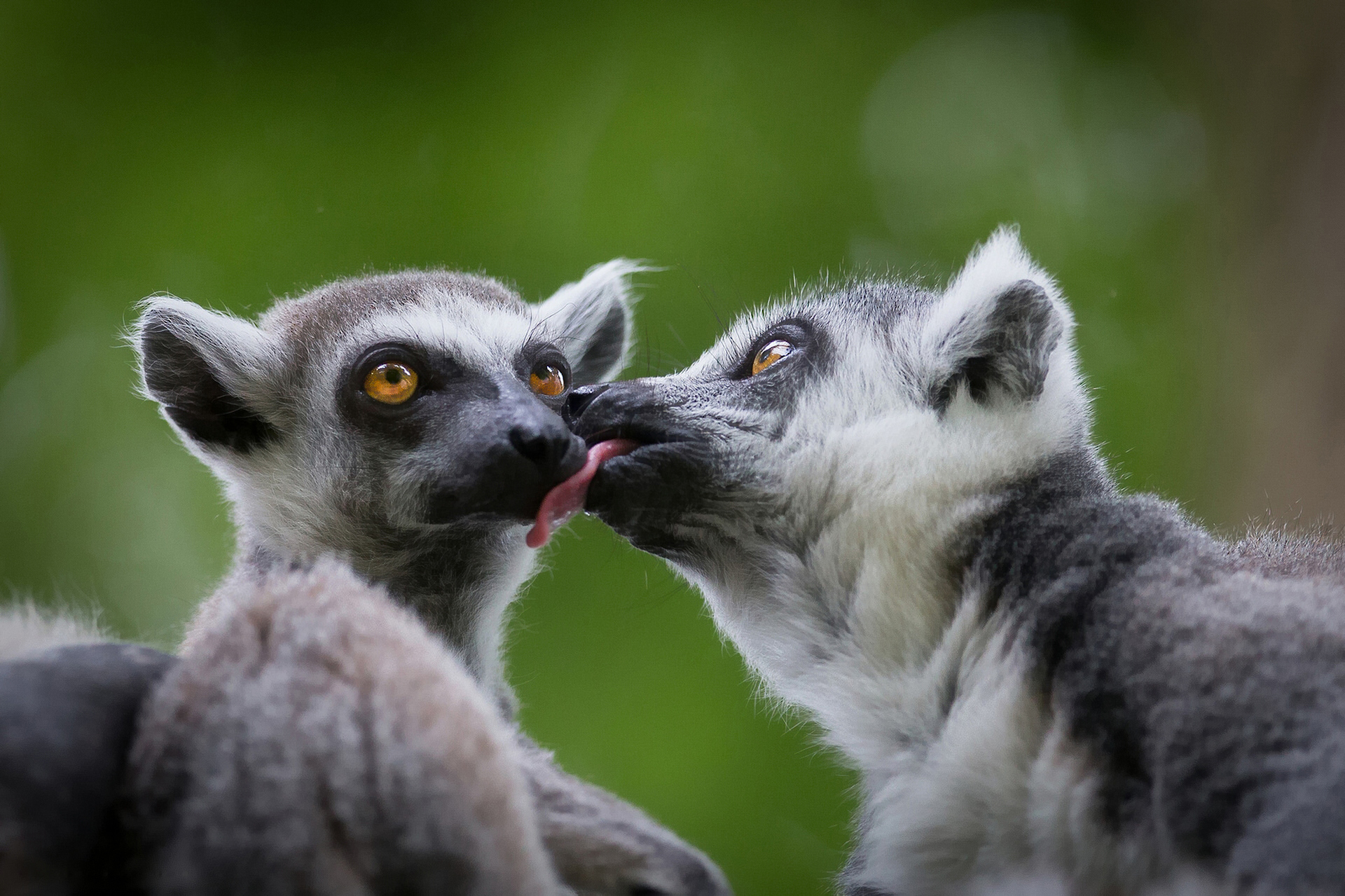 385747 Bild herunterladen tiere, lemur, affen - Hintergrundbilder und Bildschirmschoner kostenlos