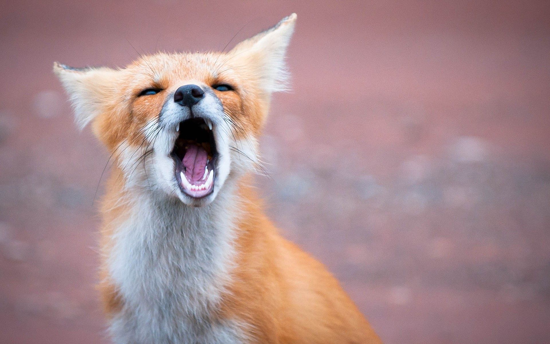 154849 免費下載壁紙 动物, 狐狸, 捕食者, 咧嘴笑, 奥斯卡尔, 一只狐狸, 张开嘴 屏保和圖片