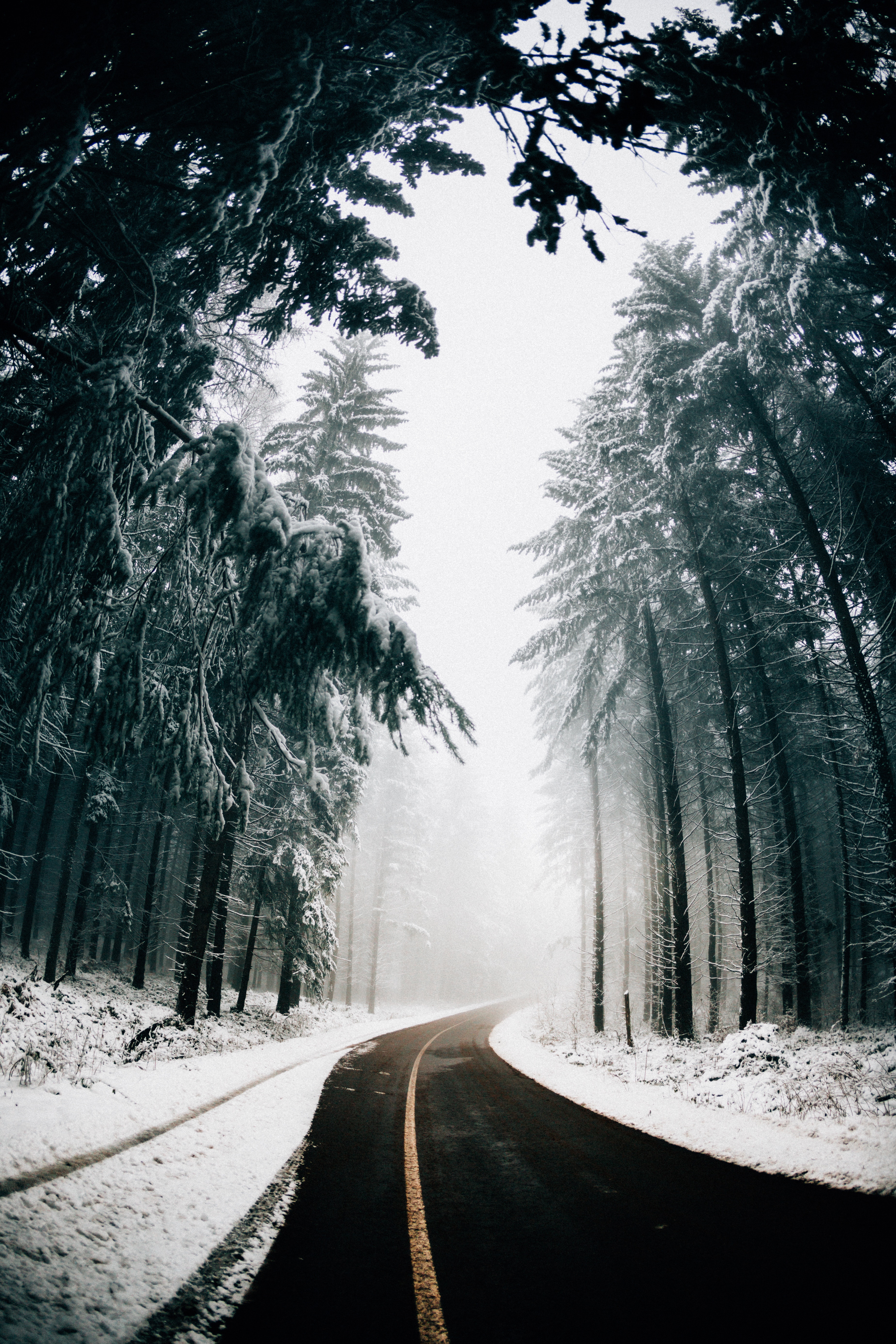 Laden Sie das Bäume, Straße, Drehen, Wende, Nebel, Asphalt, Winter, Natur-Bild kostenlos auf Ihren PC-Desktop herunter