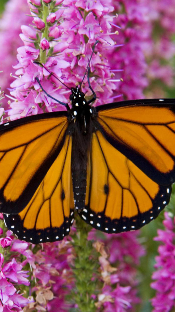 1326160 скачать обои животные, бабочка, цветок, бабочка монарх - заставки и картинки бесплатно