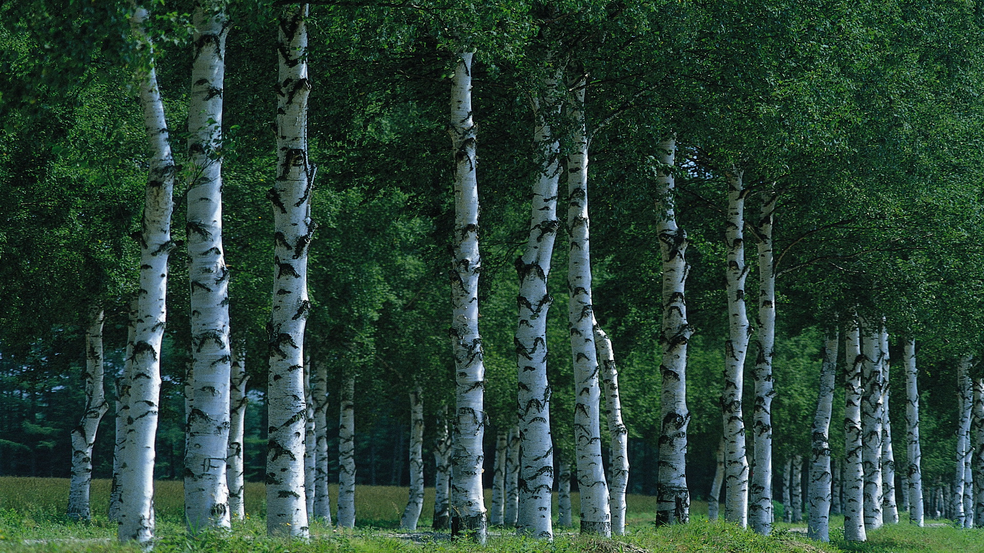 Березово-лиственничный лес