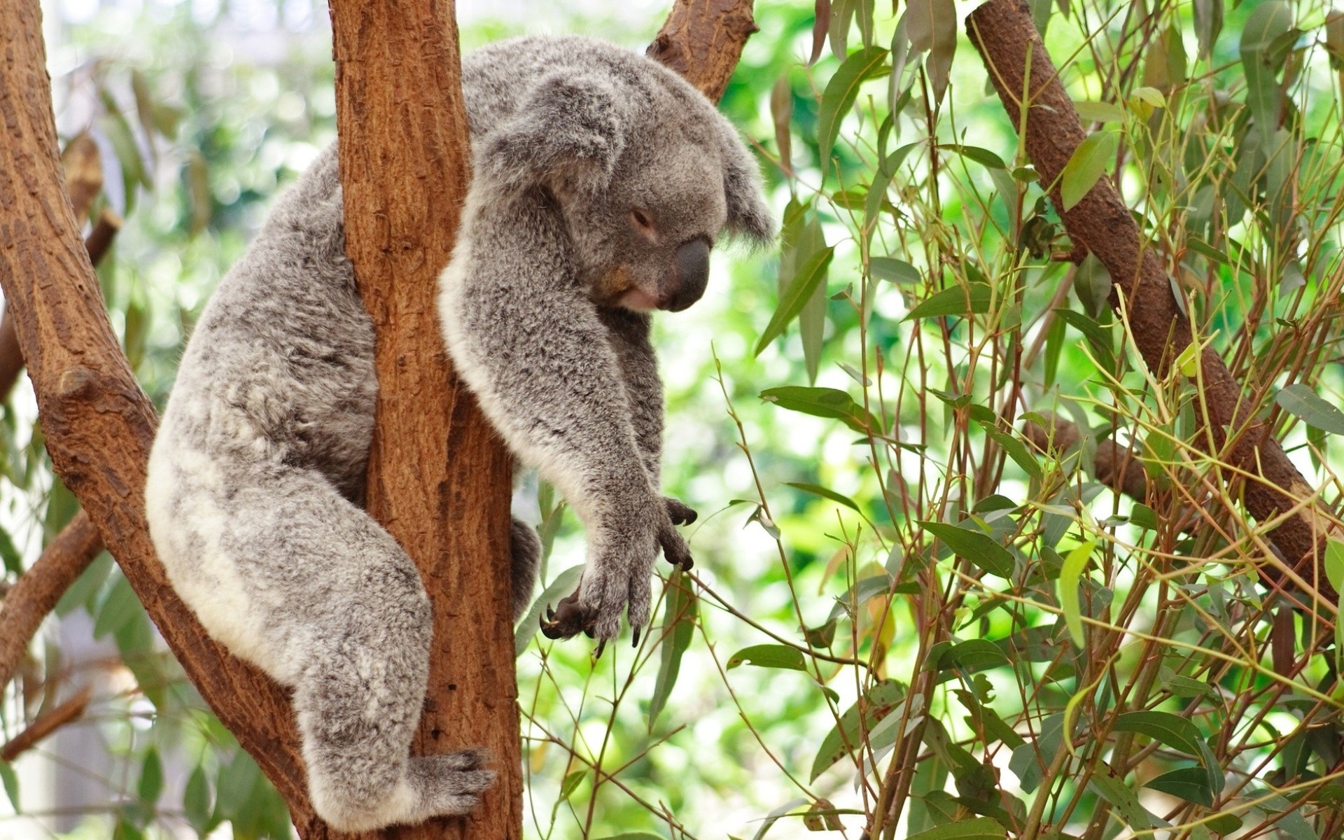 660028 descargar fondo de pantalla animales, coala, dormido, árbol: protectores de pantalla e imágenes gratis