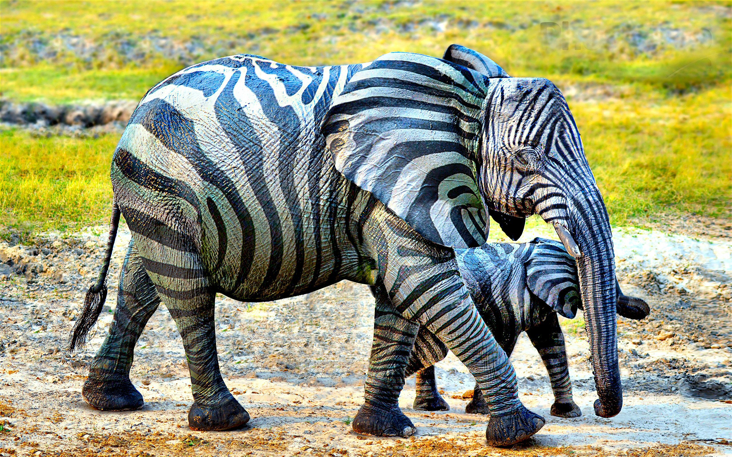 zebra, animal, african bush elephant, elephants