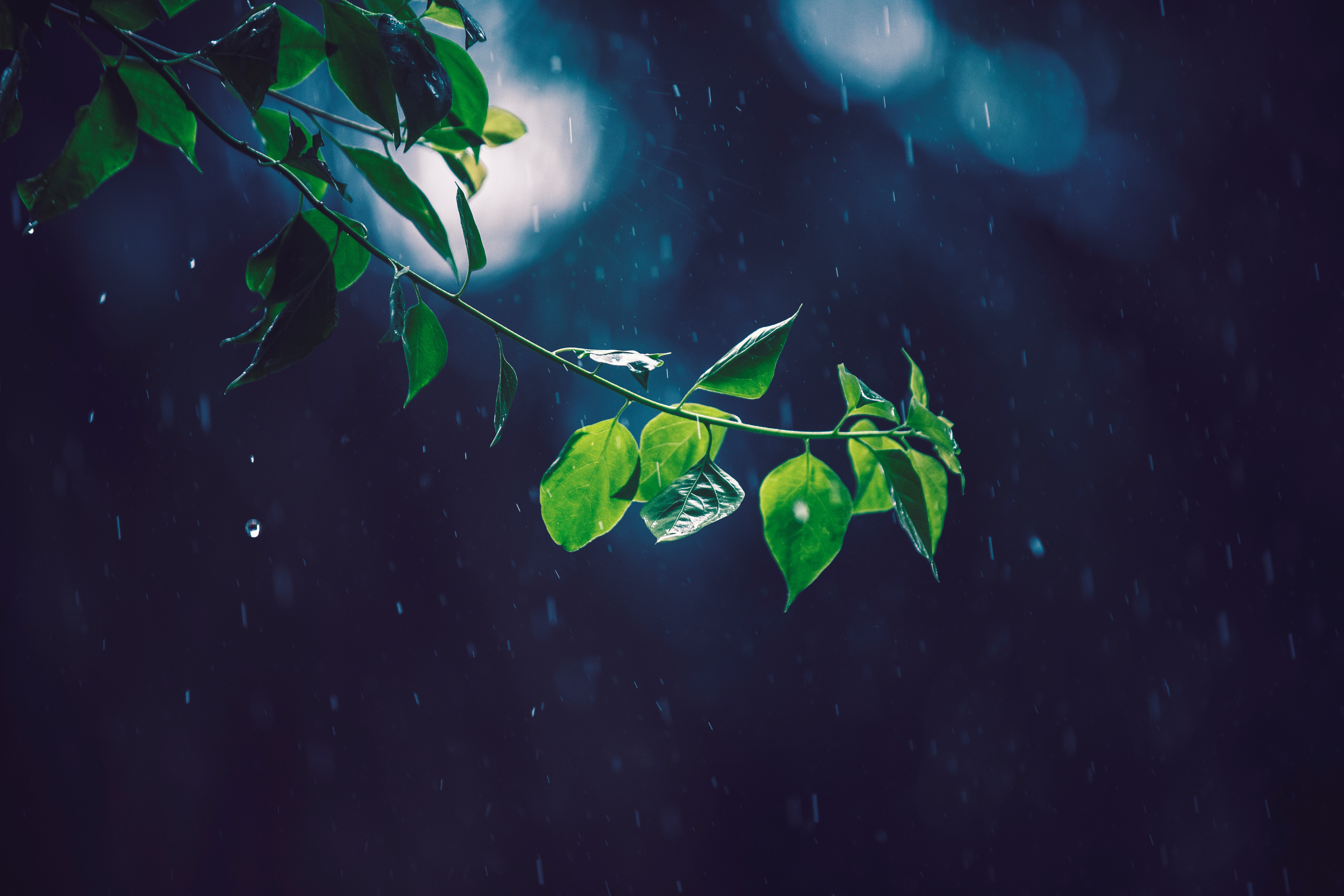 rain, glare, branch, macro, leaves 5K