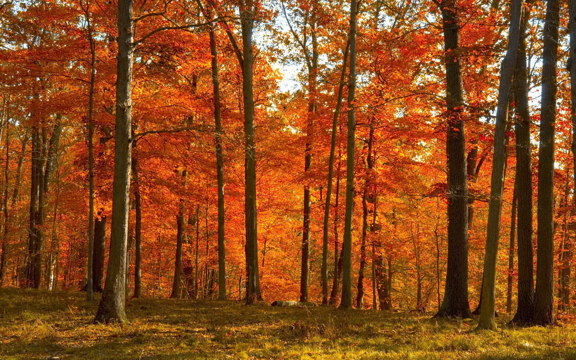 Виды осеннего леса. Осенний кленовый лес Вайоминг. Лес осенью. Осень в лесу. Кленовый лес осенью.