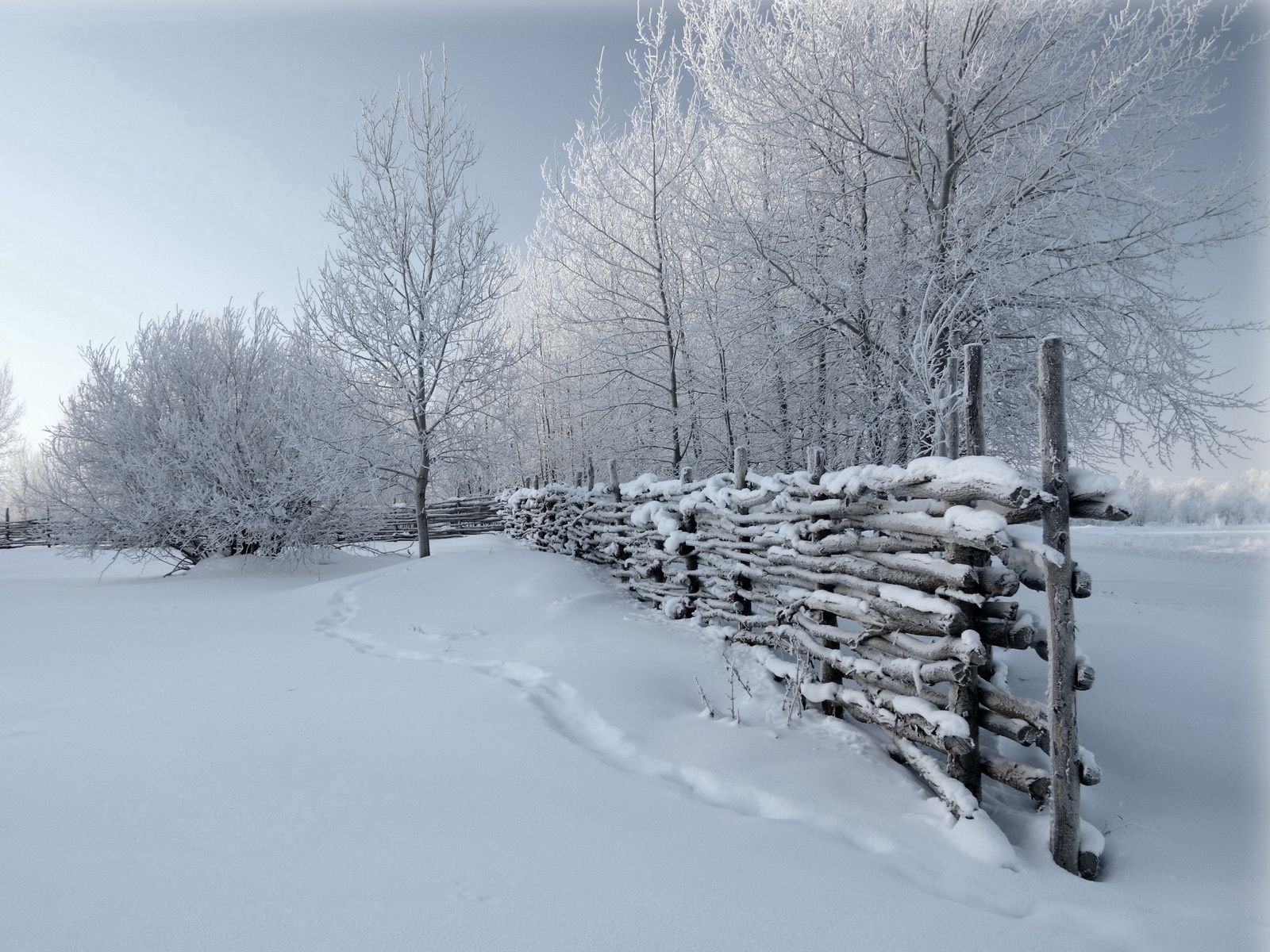 winter, nature, snow, fence, traces, hedge, cover