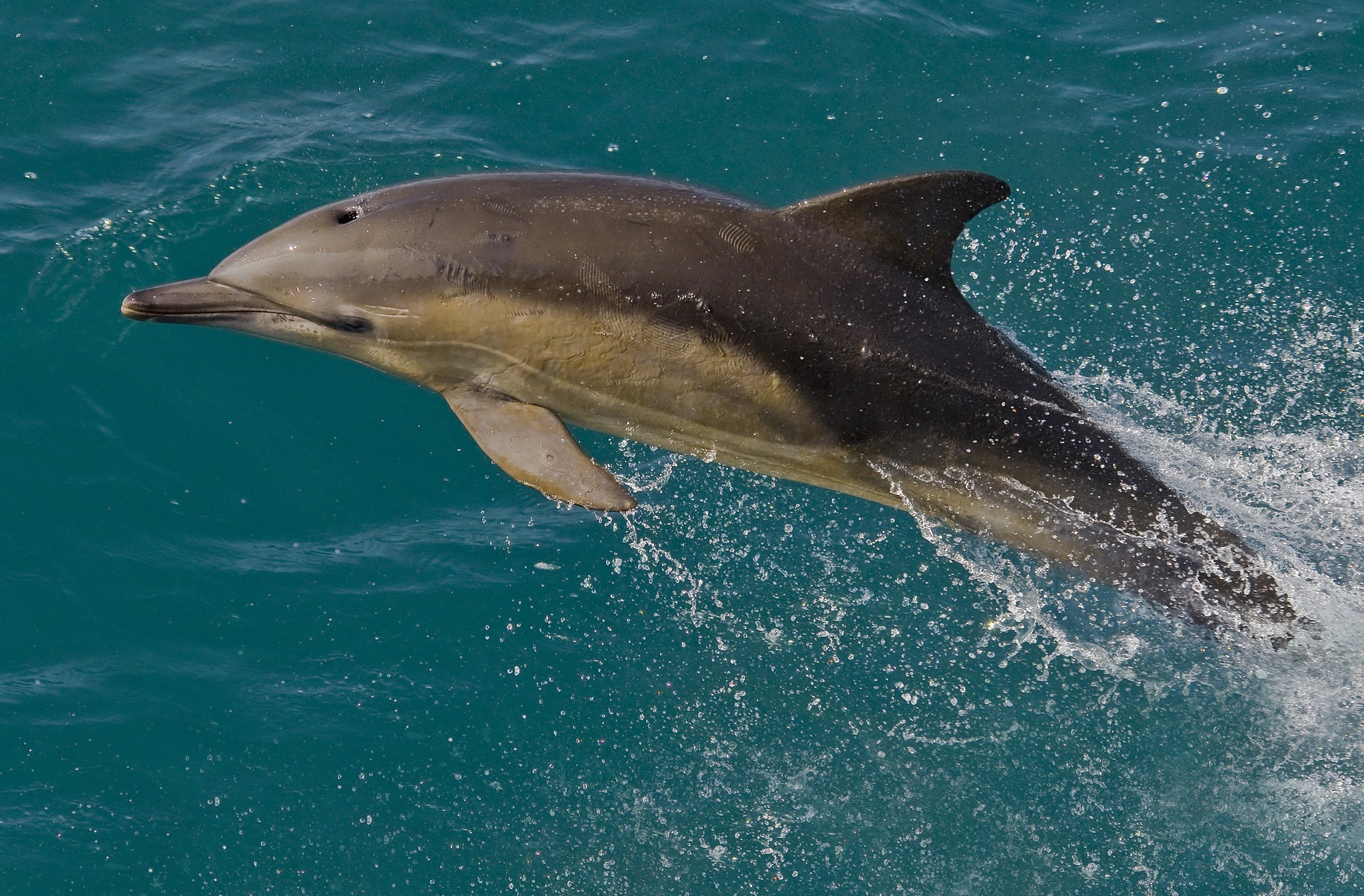 660013 Bild herunterladen tiere, delfin, springen - Hintergrundbilder und Bildschirmschoner kostenlos