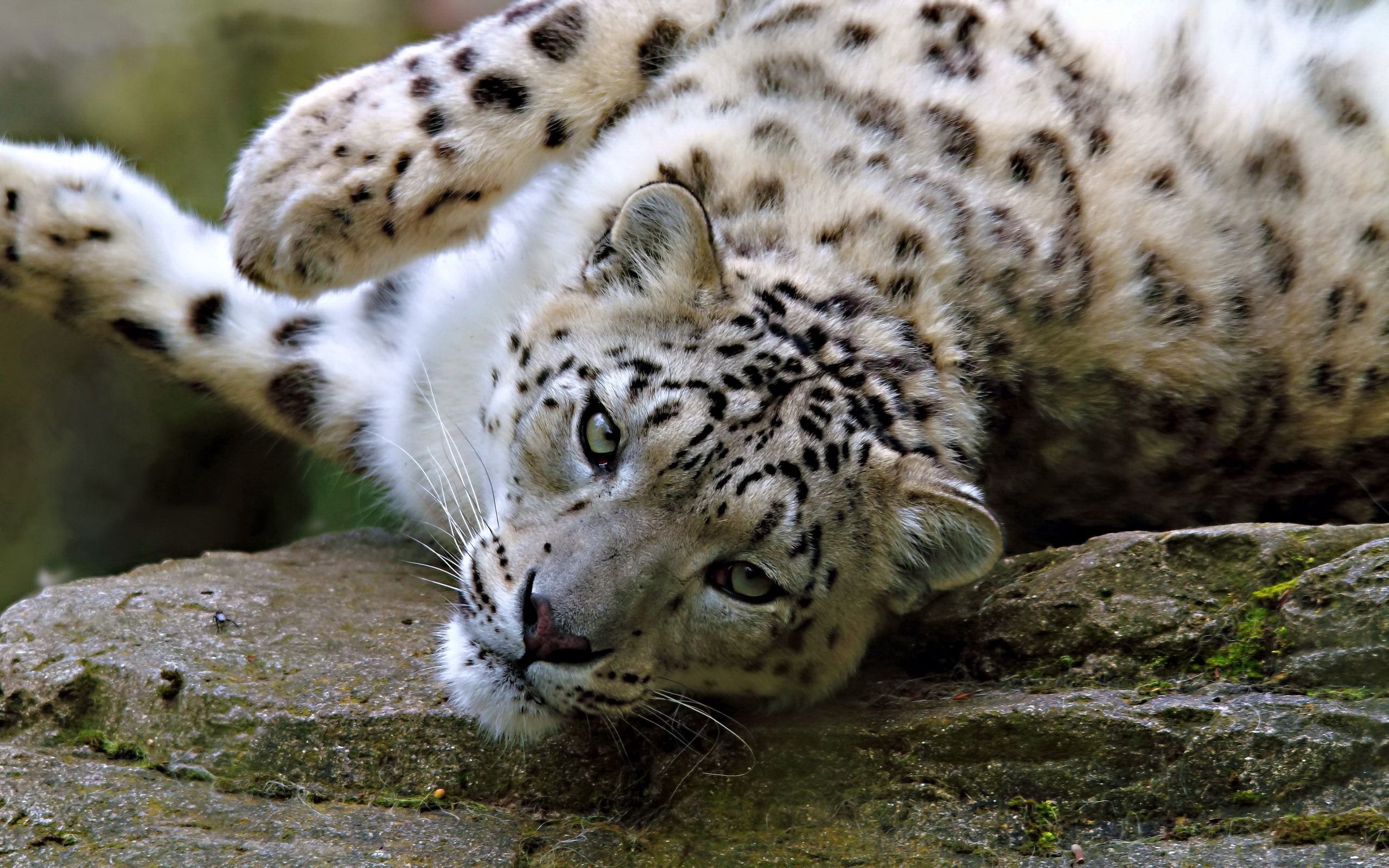 vertical wallpaper animals, snow, leopard, to lie down, lie, muzzle, spotted, spotty, big cat