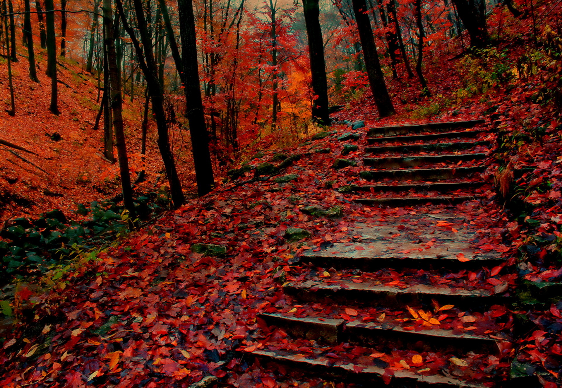 wallpapers steps, man made, path, fall, forest, park, stairs, tree