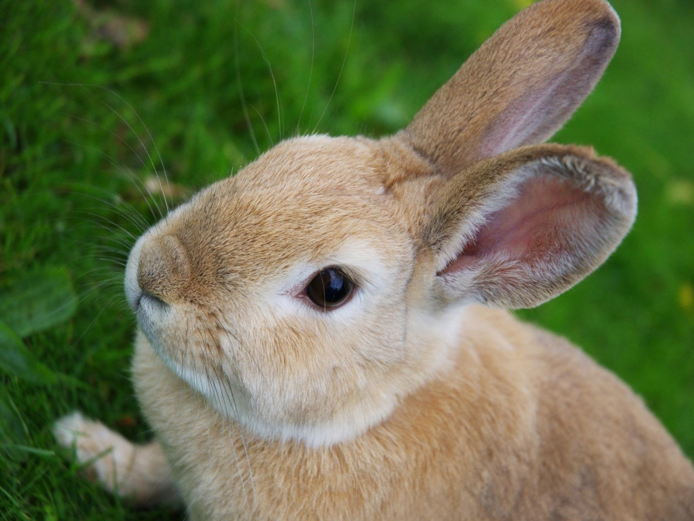 43695 скачать картинку кролики, животные - обои и заставки бесплатно