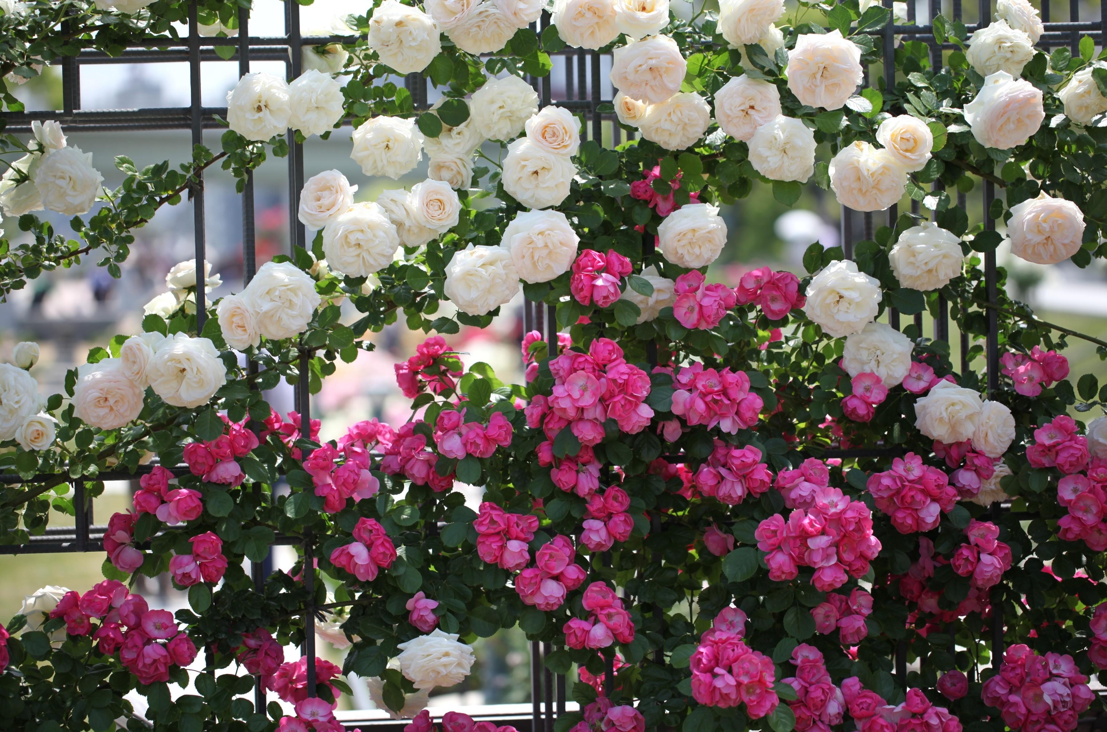 128888 скачать обои розы, разные, красиво, цветы, зелень, ограда - заставки и картинки бесплатно