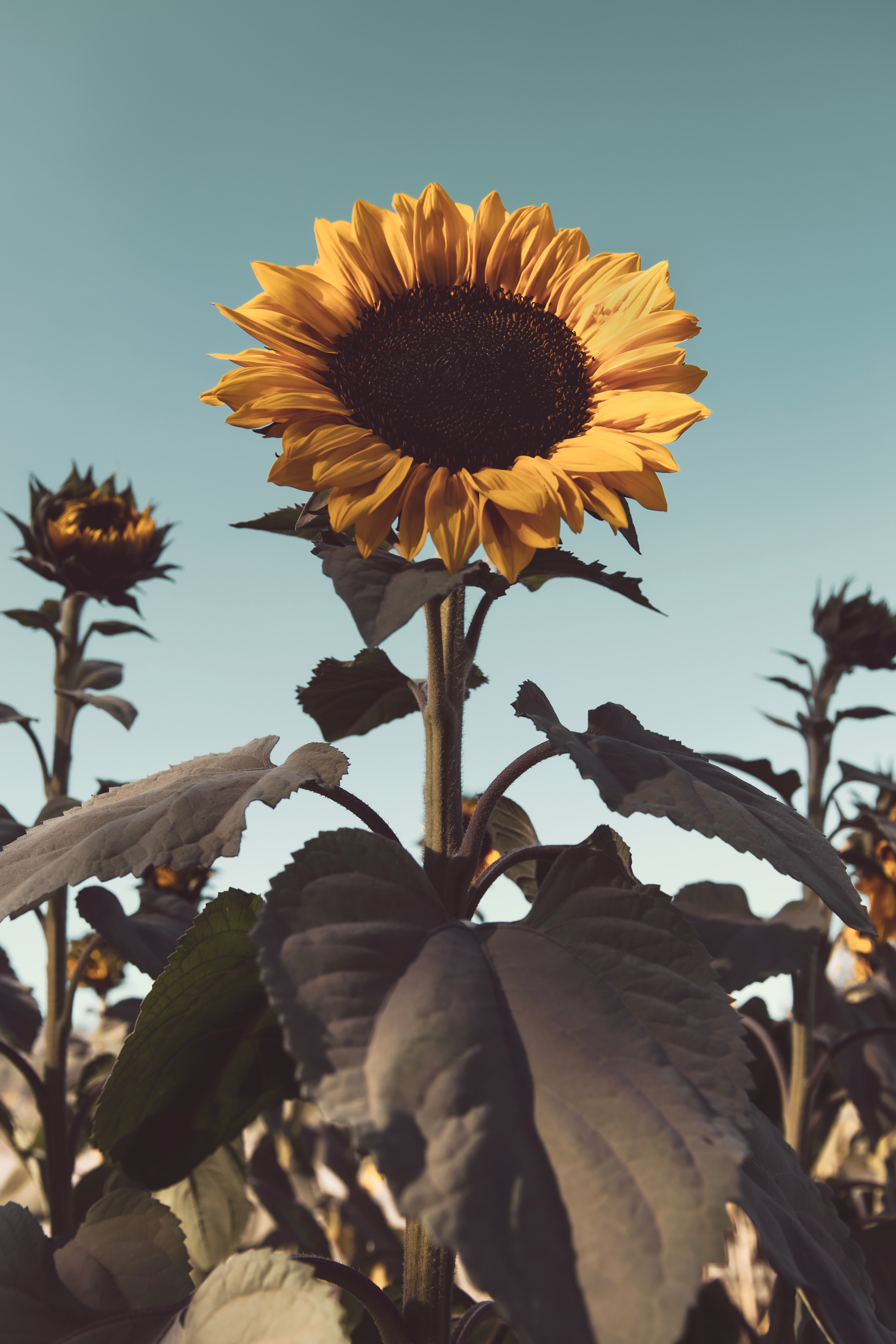 android flowering, yellow, flowers, flower, plant, bloom, sunflower