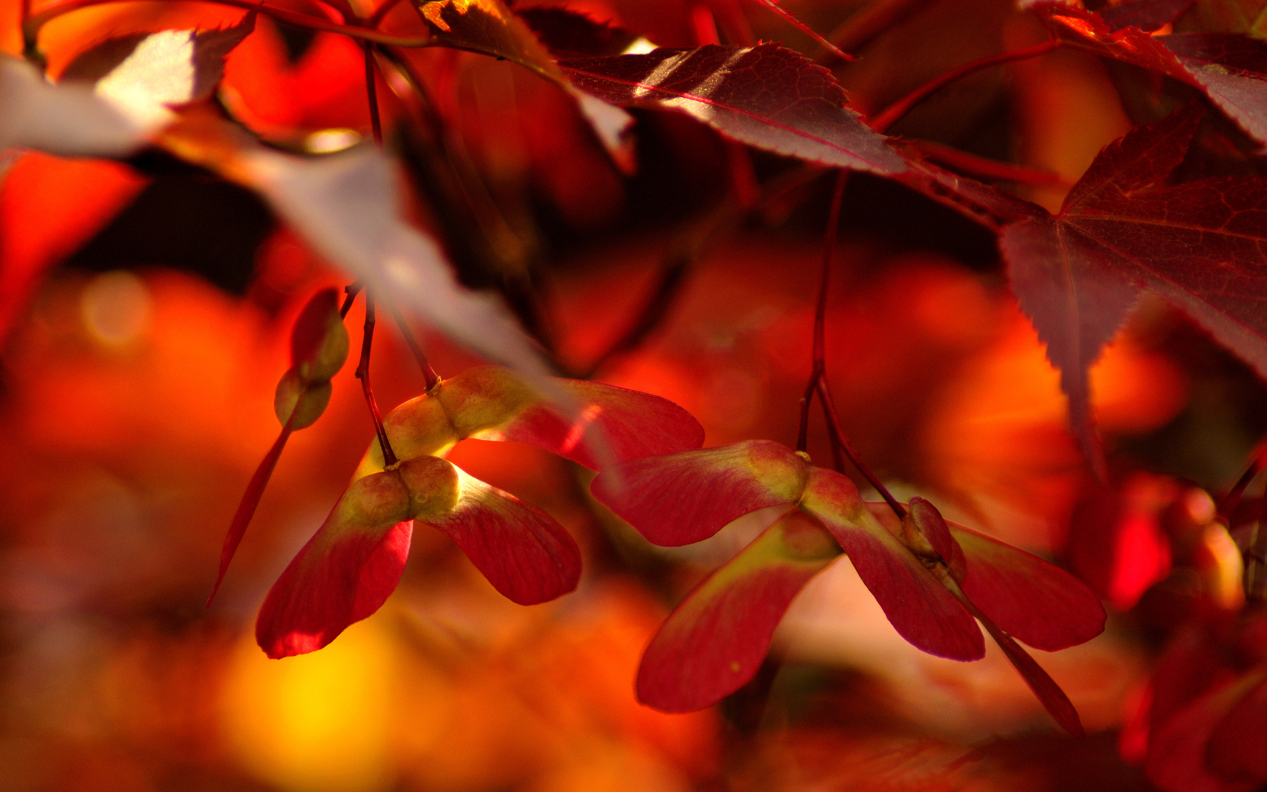 Осенние листья HD