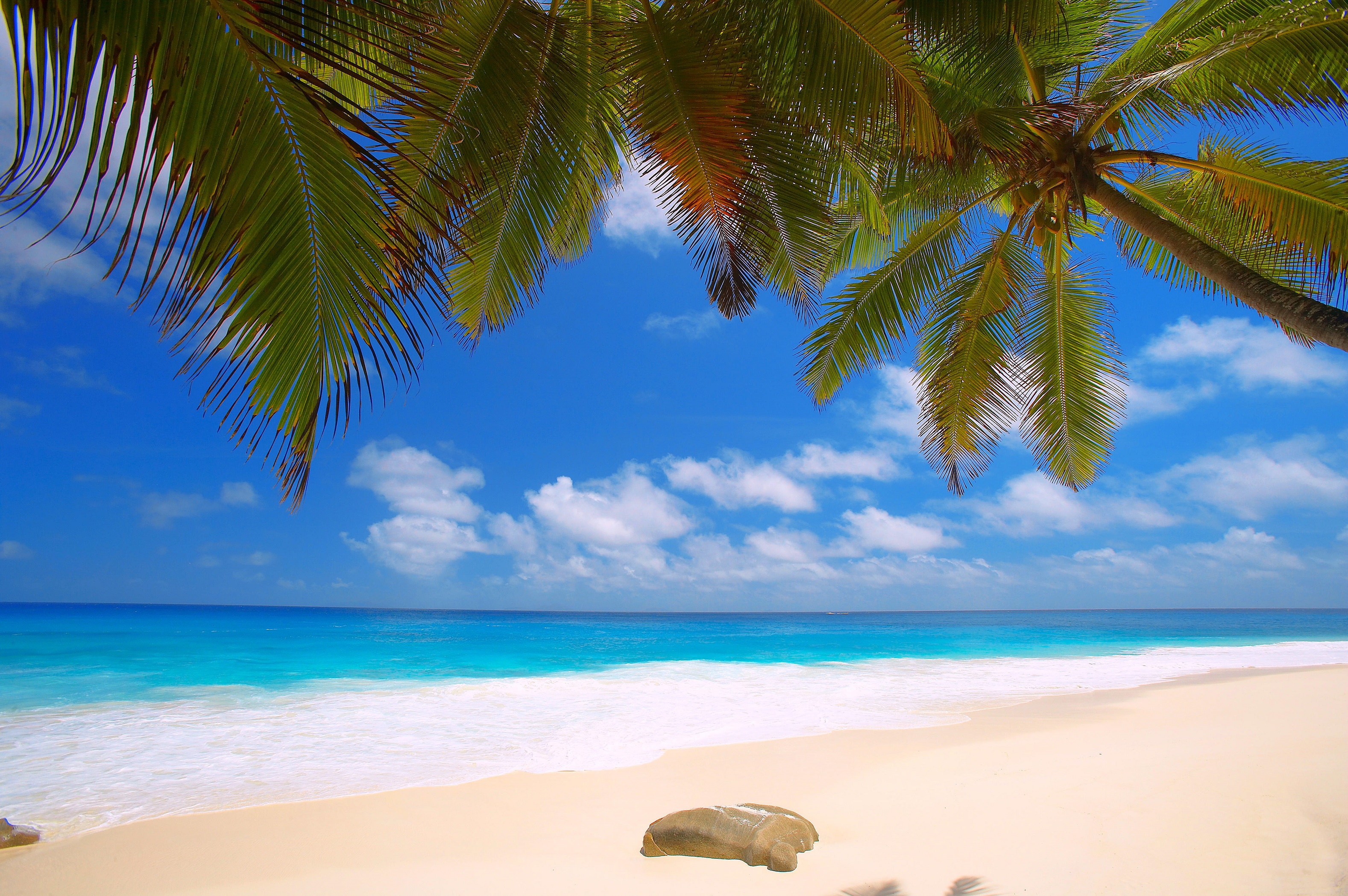 Фотообои пальмы над пляжем