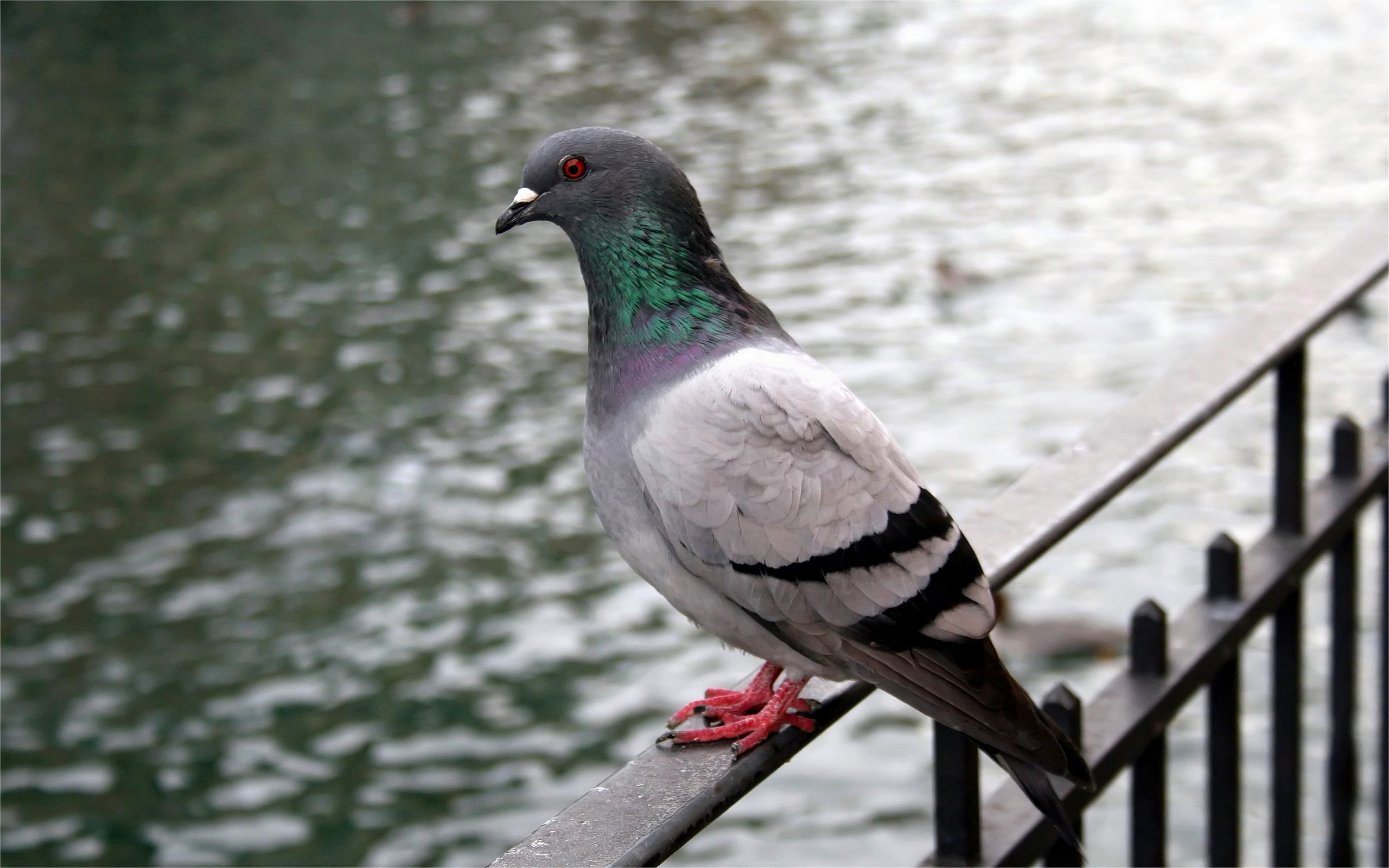 pigeon, animal, birds