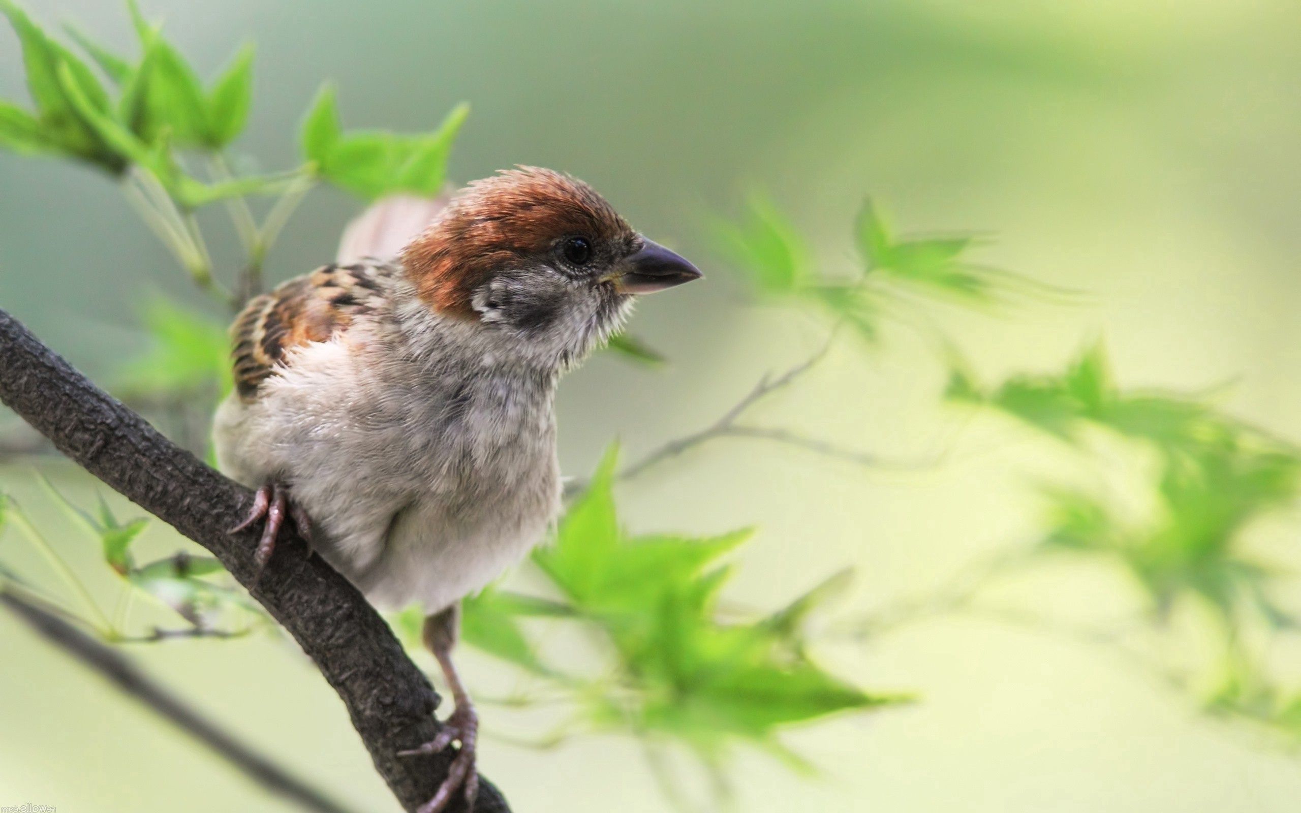 Download background greens, animals, bird, sit, sparrow, branch
