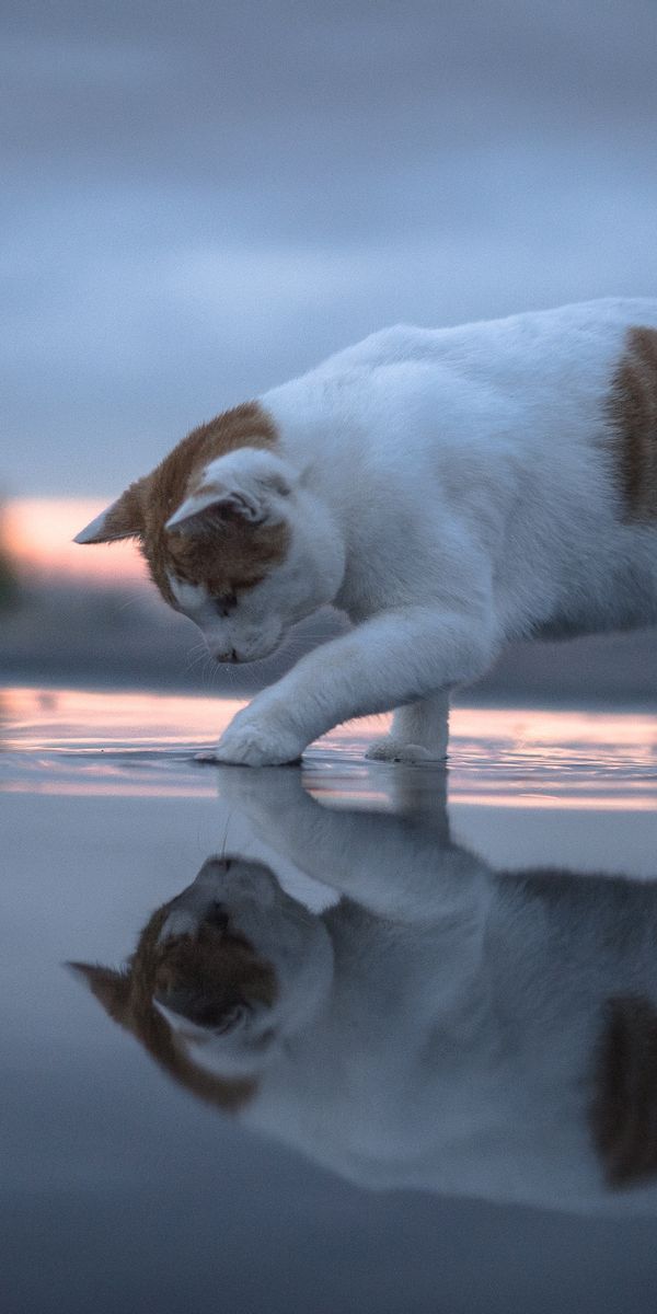 Коты в воде картинки