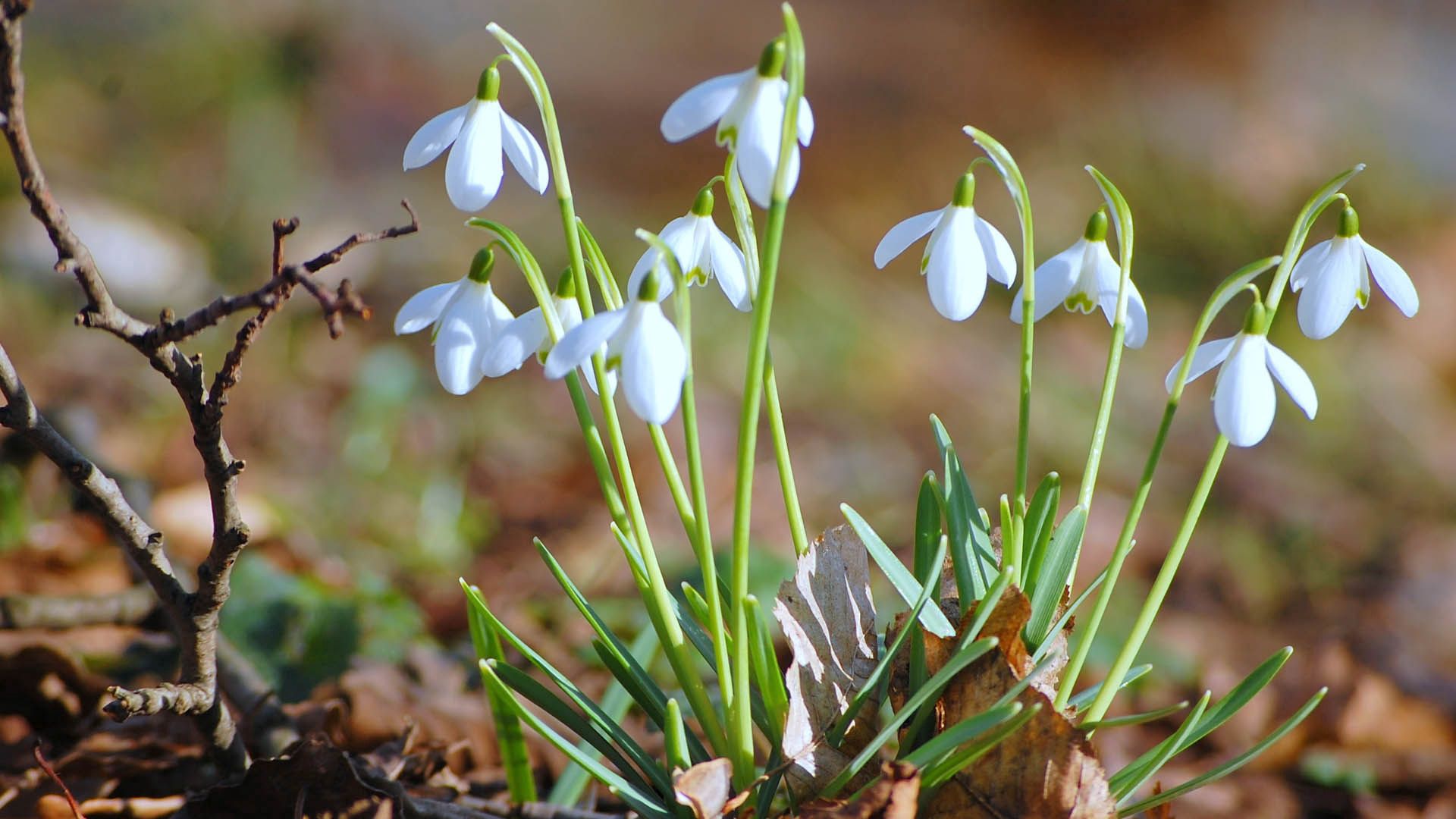 Download mobile wallpaper Snowdrops, Grass, Flowers, Macro for free.
