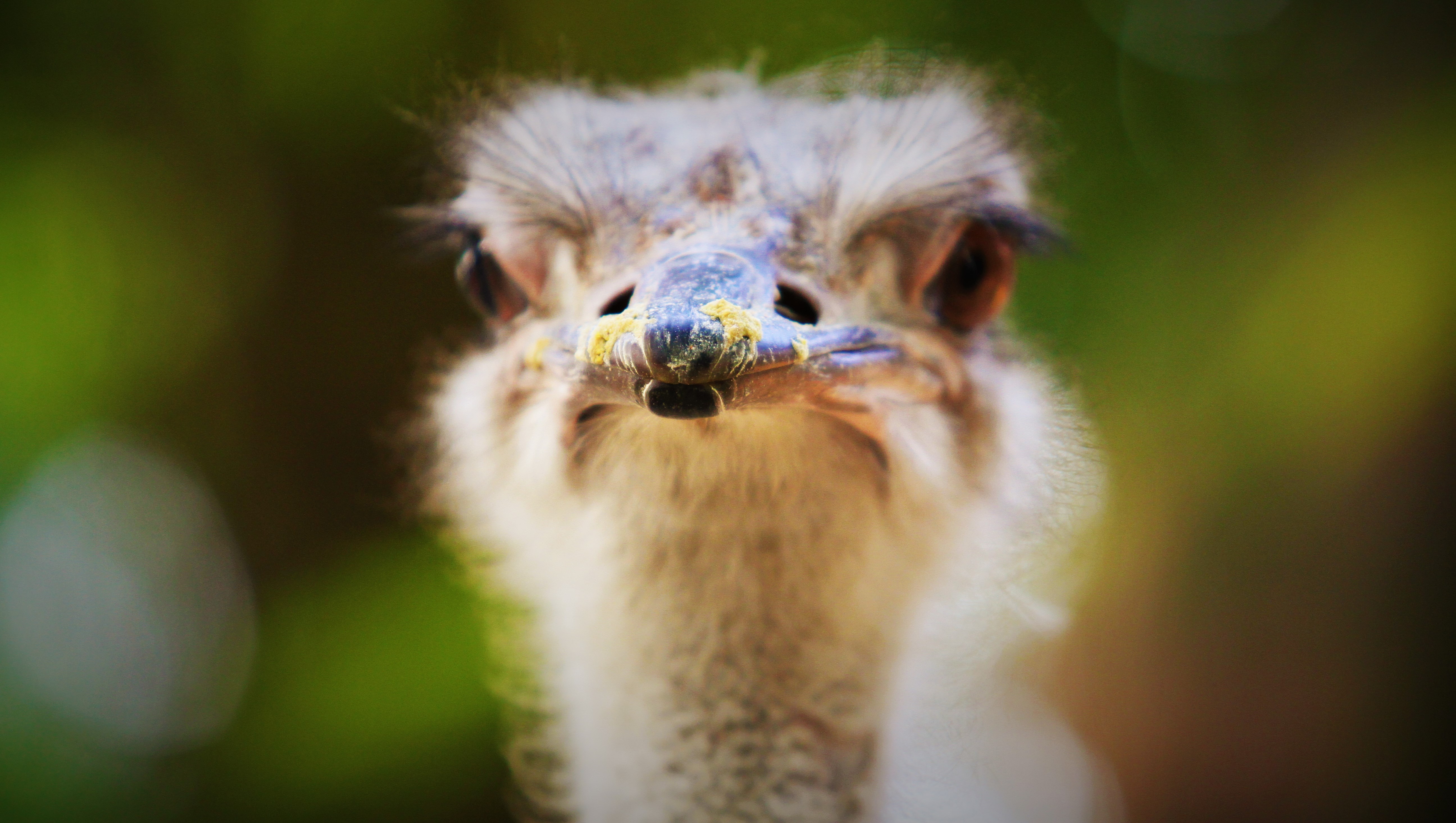 animal, ostrich, close up, birds download HD wallpaper