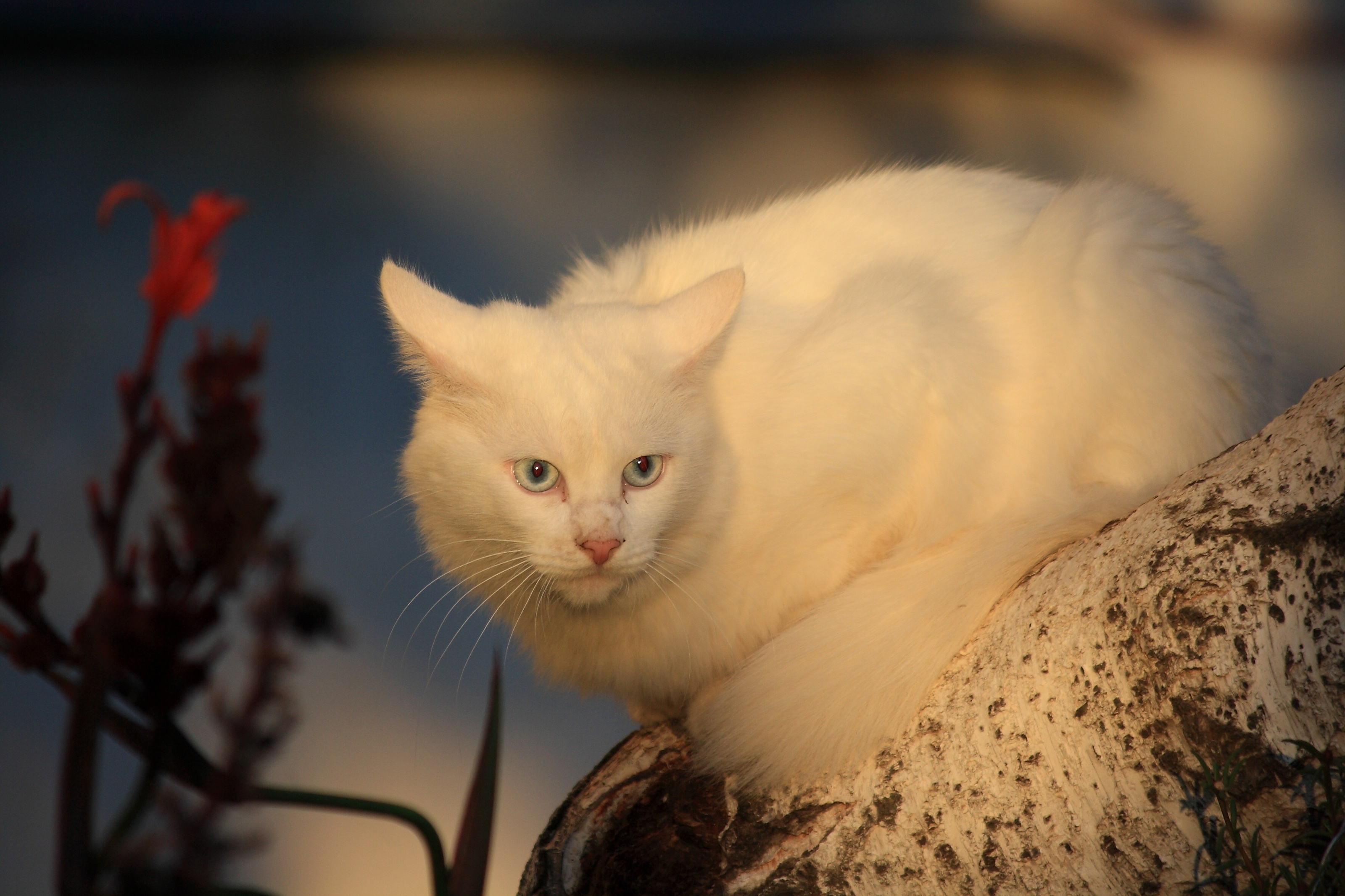 Download mobile wallpaper Fright, Wood, Animals, Tree, Cat, White Cat for free.