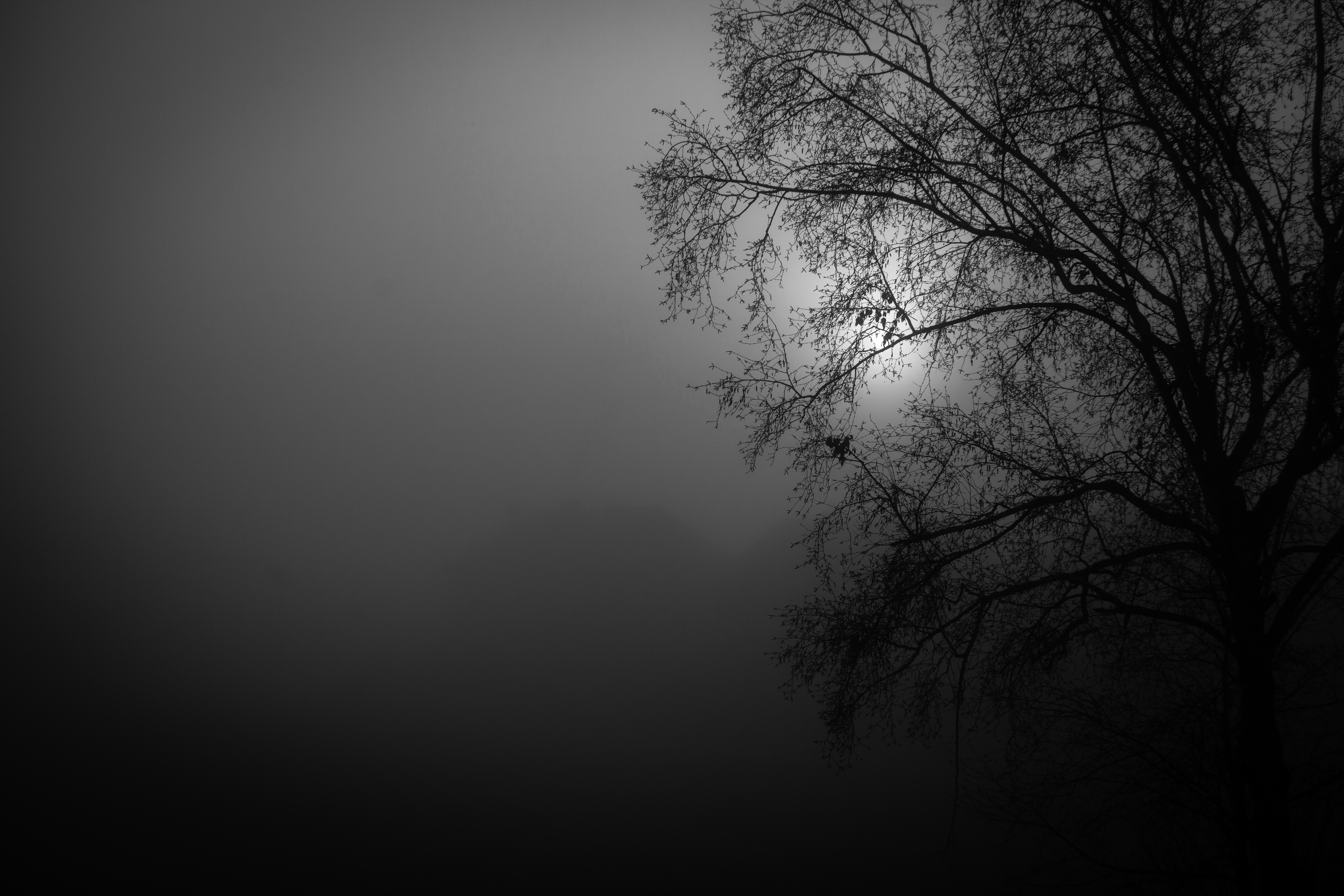 black, night, moon, silhouette, wood, tree, bw, chb Free Stock Photo