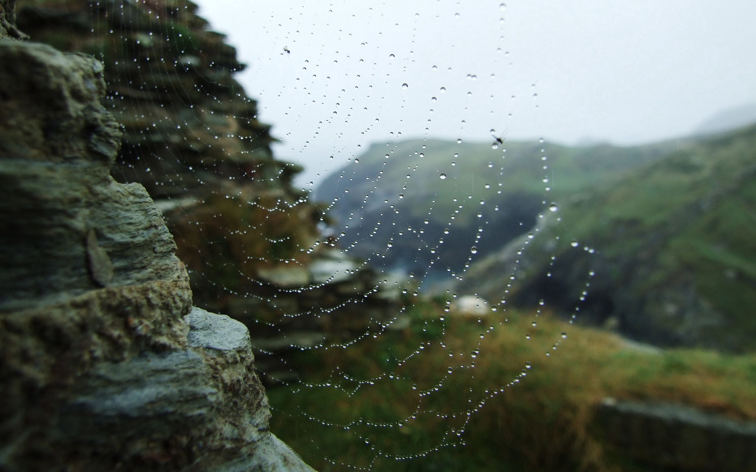 nature, stones, web, drops, dew