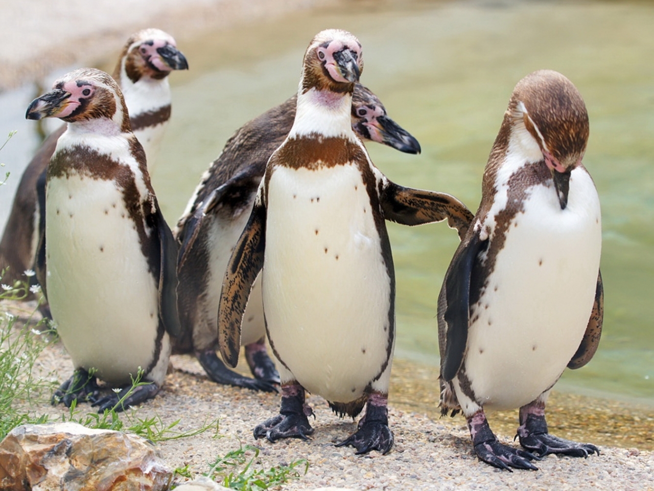 29955 descargar fondo de pantalla animales, birds, pingüinos: protectores de pantalla e imágenes gratis