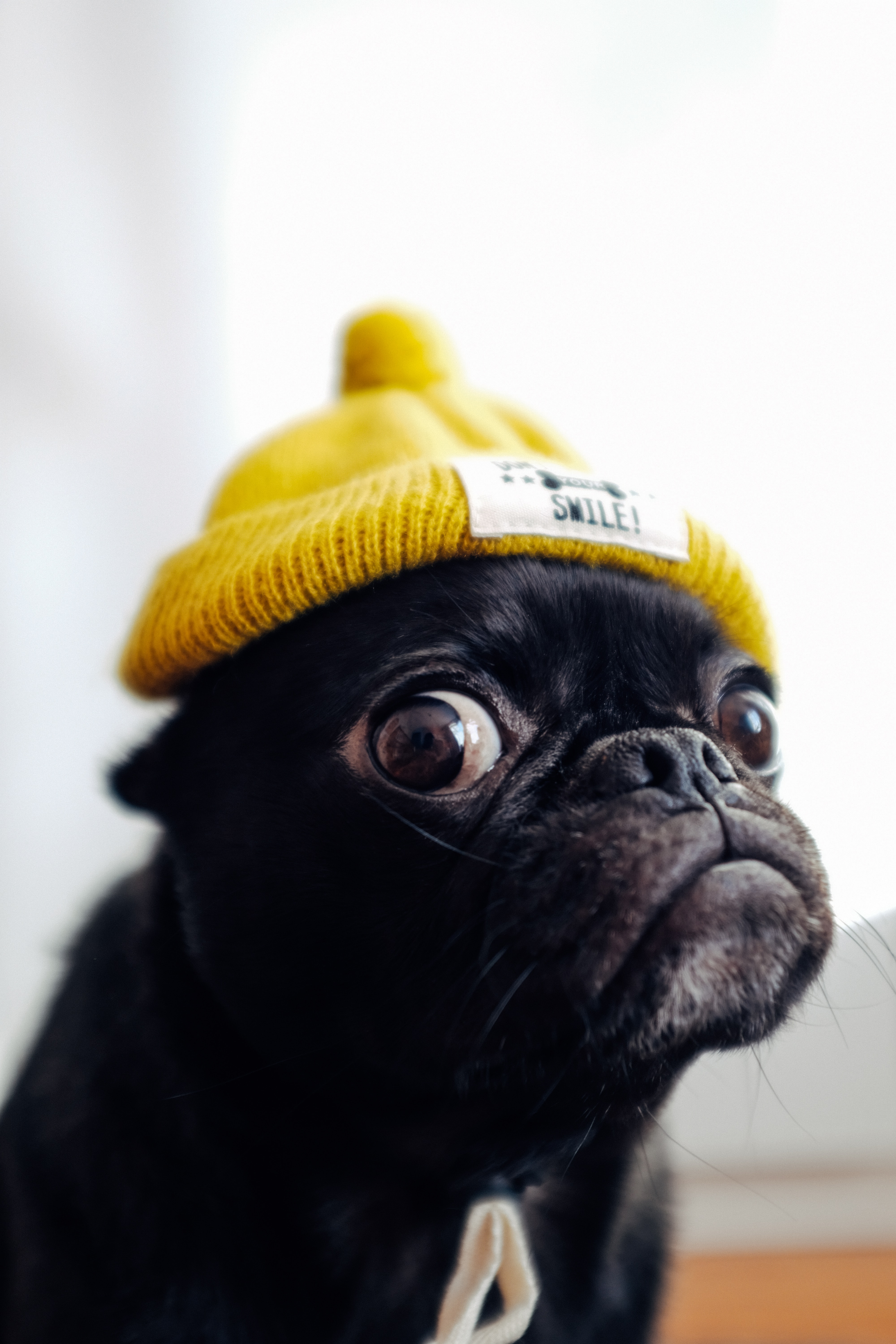 dog, funny, animals, pet, cap, pug cell phone wallpapers