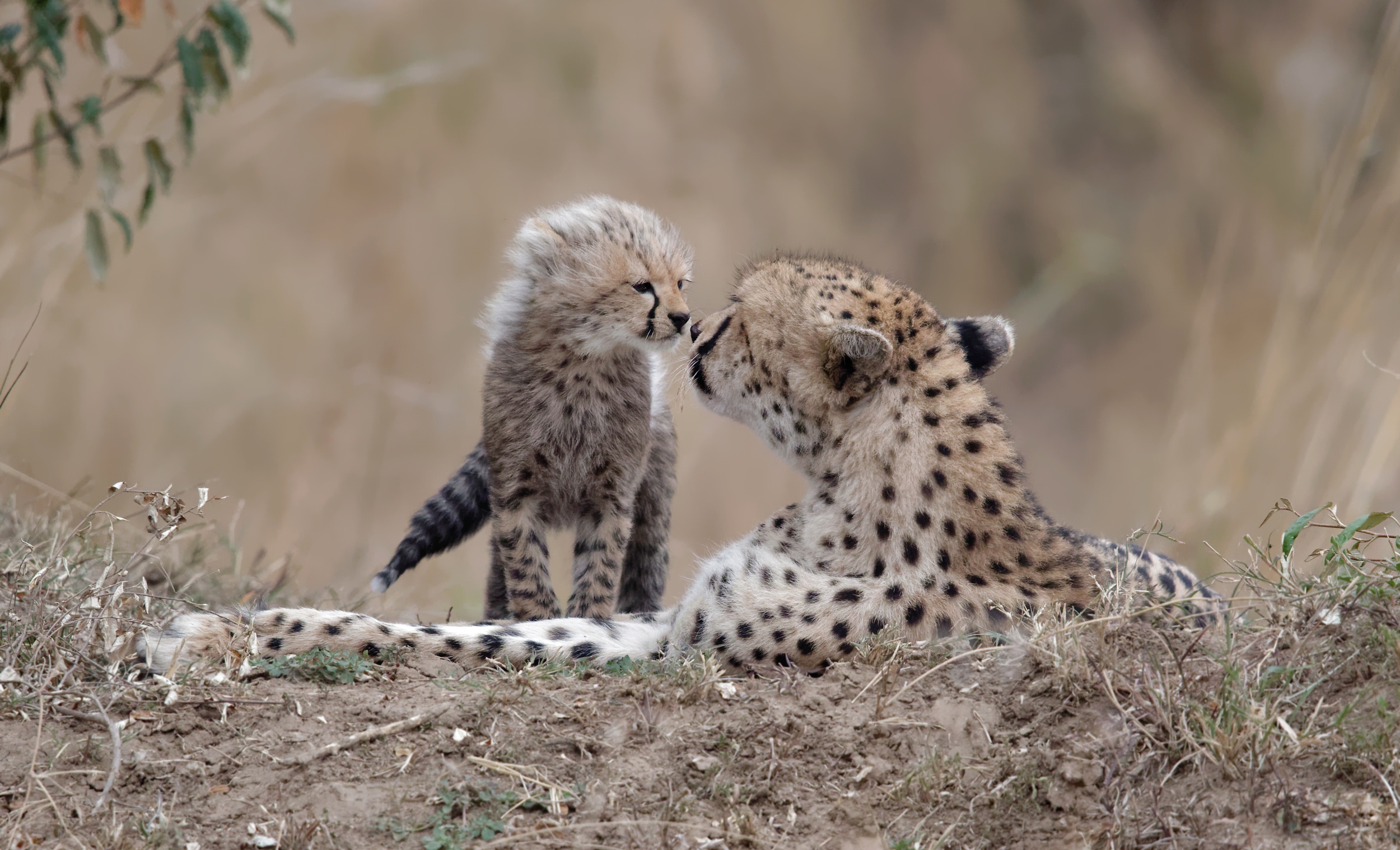 Размножение хищников. Детеныш гепарда. Гепарды в дикой природе. Хищные животные. Гепард малыш.
