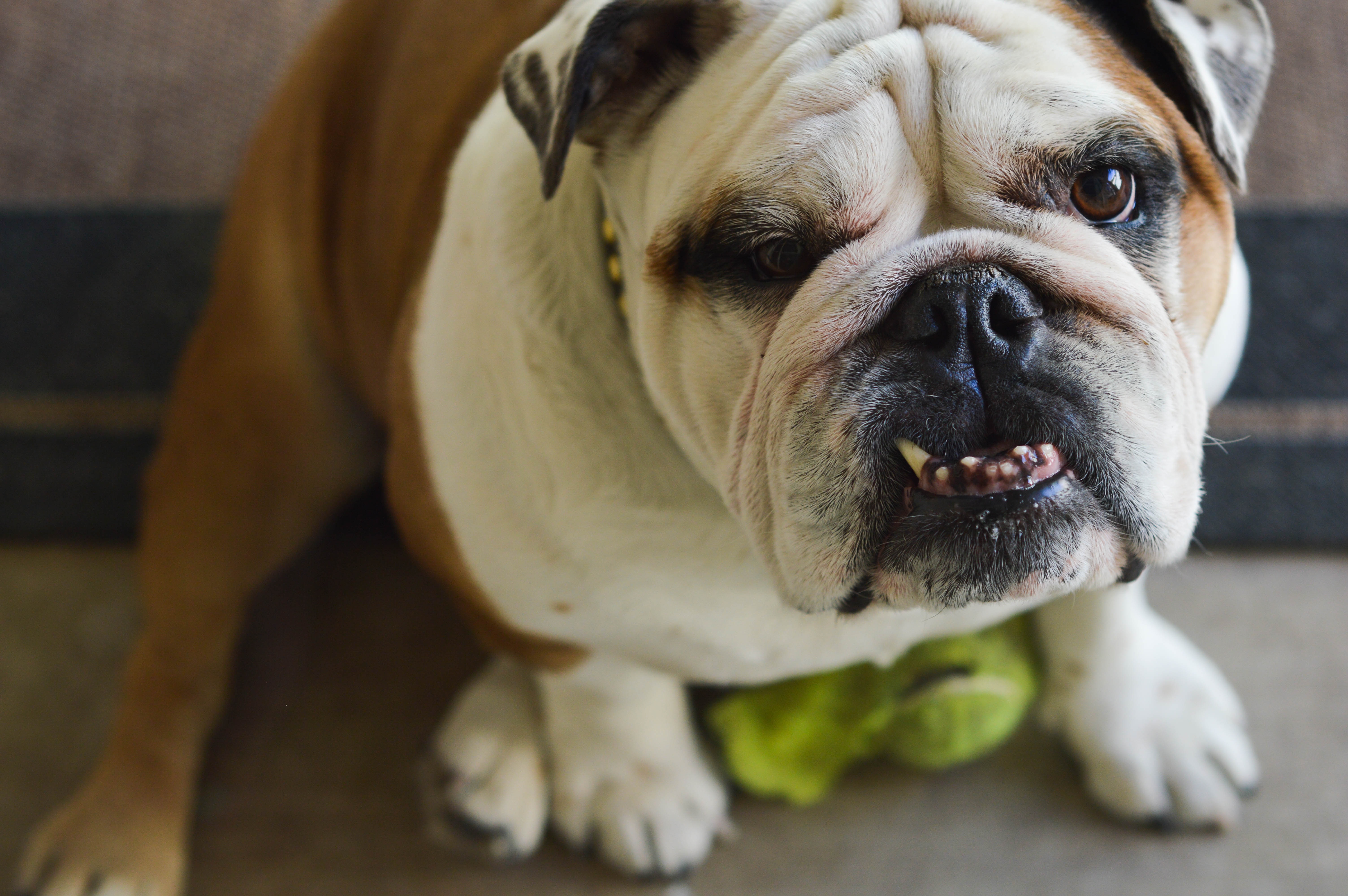 Download mobile wallpaper Muzzle, Dog, Animals, Bulldog, Grin for free.