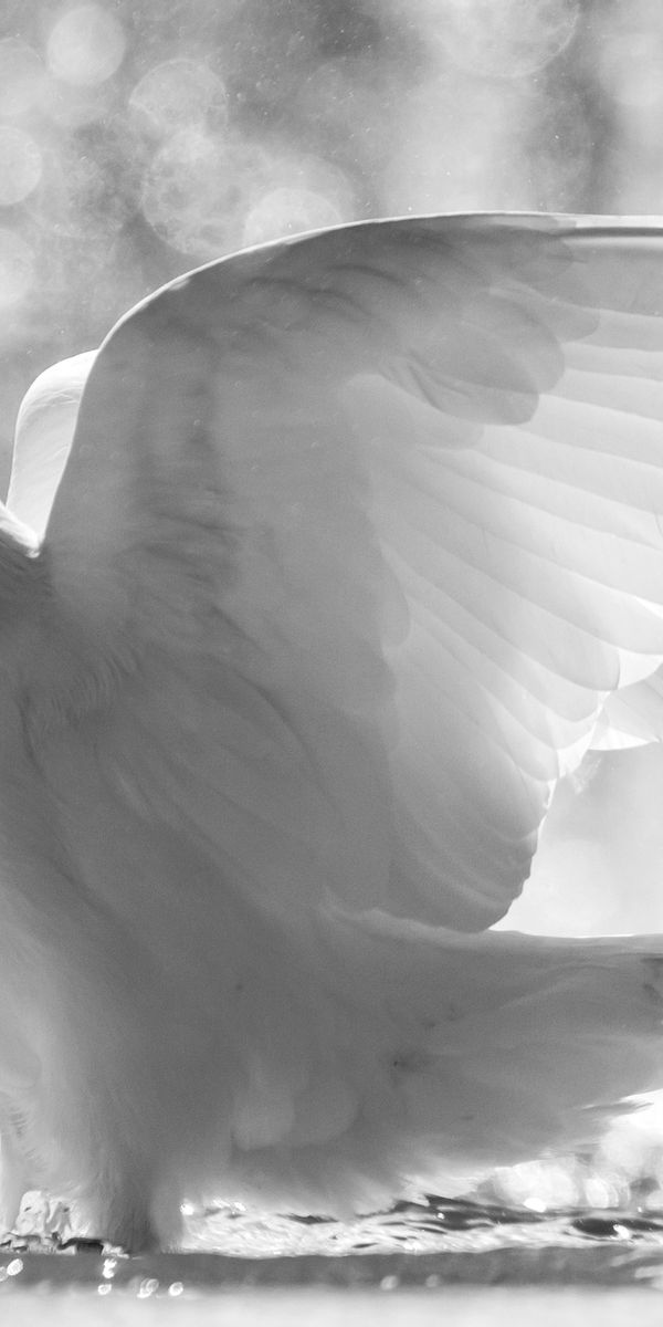 Белая птица новое чудо сюжет. Белая птица. Голубь. Белый голубь. Голубь с расправленными крыльями.