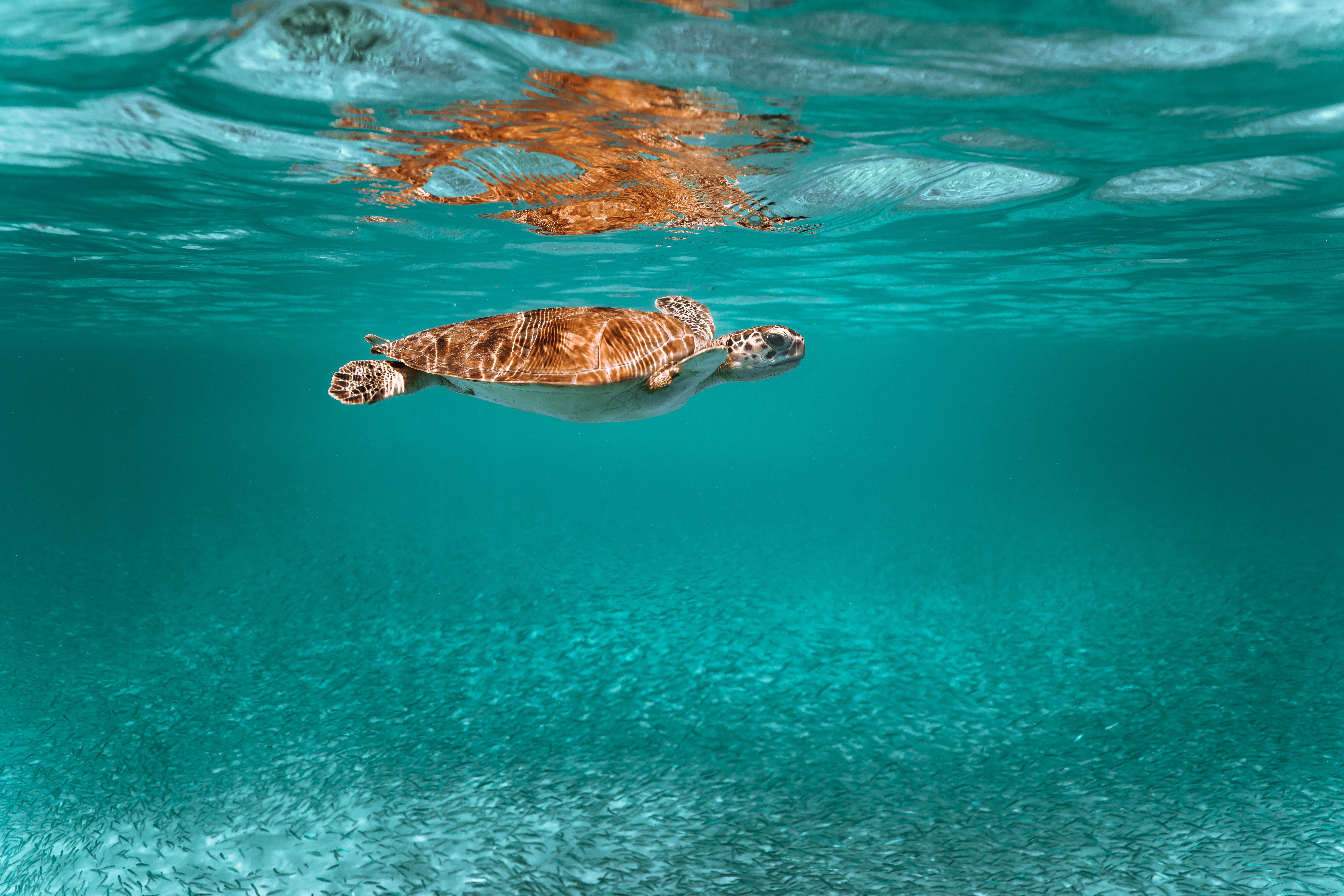 97530 Hintergrundbild herunterladen schildkröte, unterwasserwelt, tiere, wasser, tier - Bildschirmschoner und Bilder kostenlos