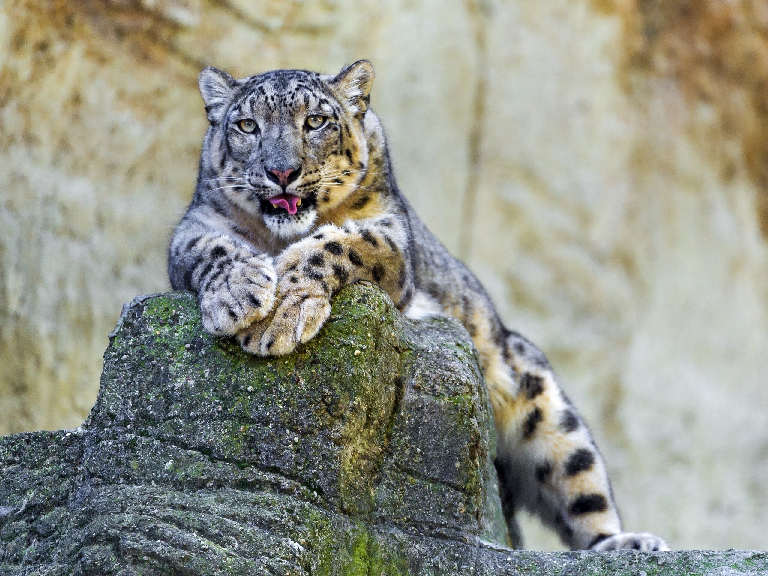 98069 Protetores de tela e papéis de parede Snow Leopard em seu telefone. Baixe  fotos gratuitamente
