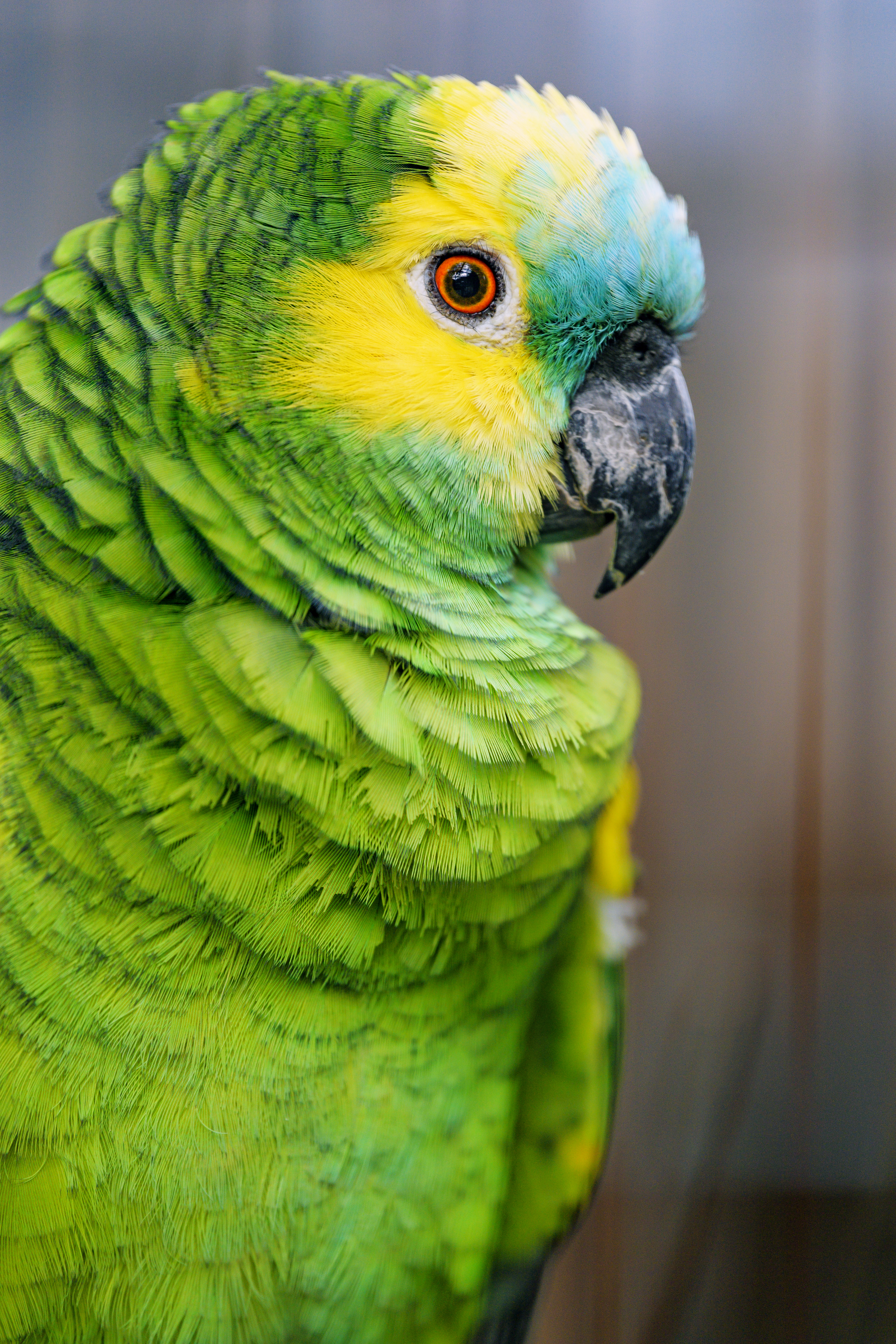 71181 Hintergrundbild herunterladen tiere, papageien, grün, vogel, blaugesichtige amazone, blaukopf amazon - Bildschirmschoner und Bilder kostenlos