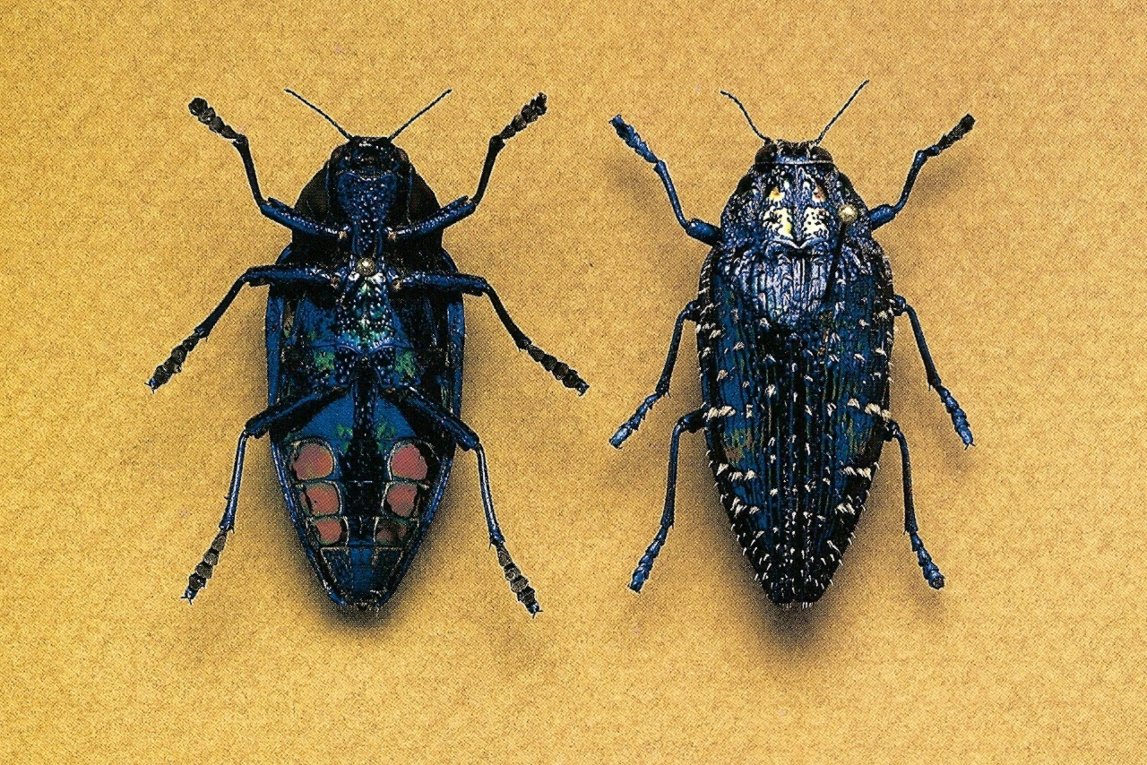 insect, animal, beetle