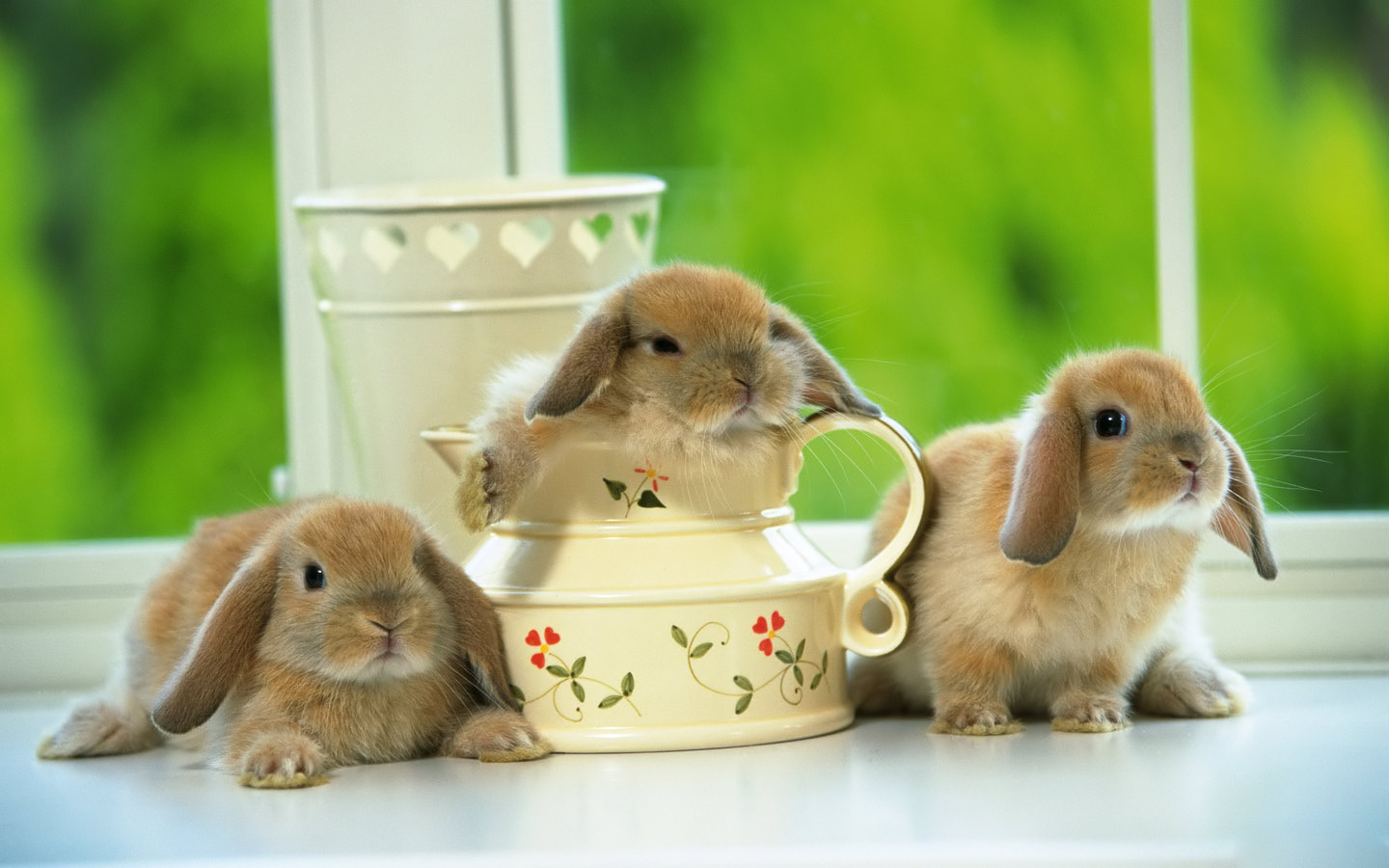 animal, rabbit Desktop home screen Wallpaper